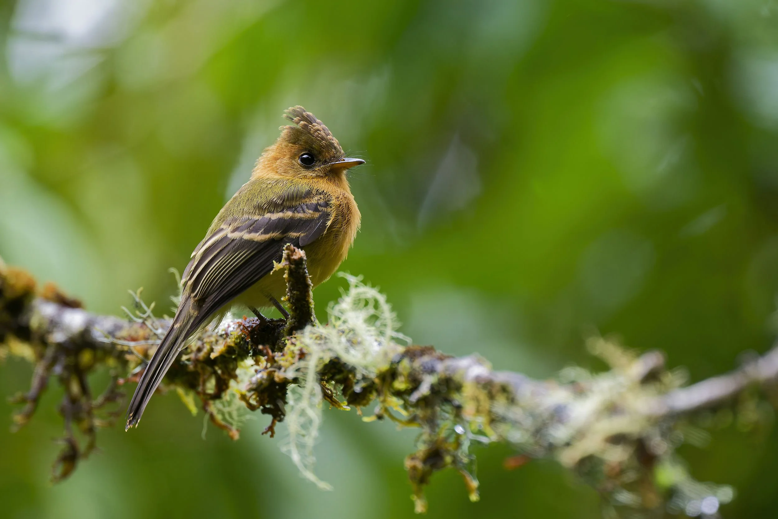 _DSC5442tufted flycatcherlong tailed sliky flycatcher.jpg