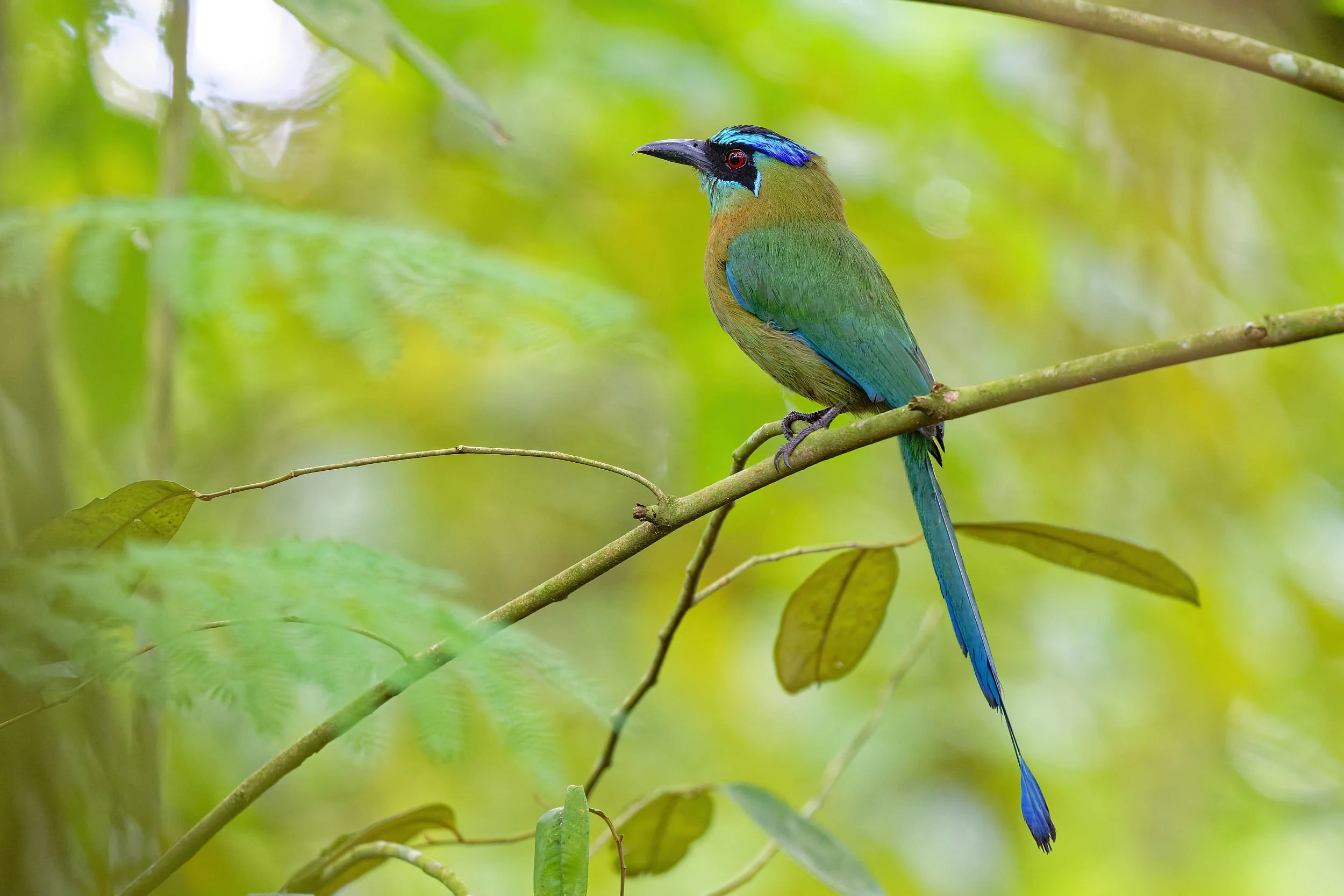 _DSC5588lessons motmot2long tailed sliky flycatcher.jpg