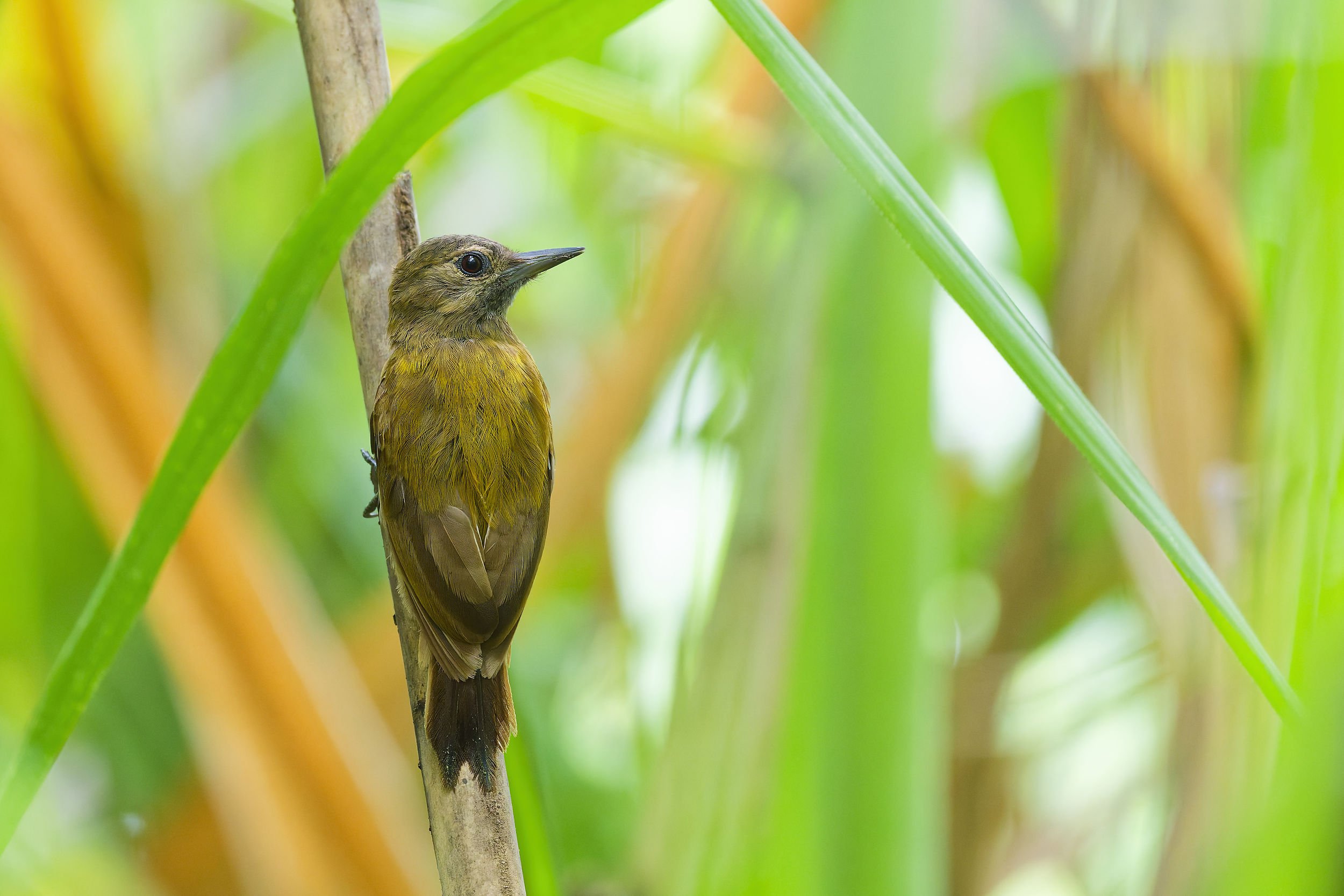 _DSC5664smoky brown woodpeckerlong tailed sliky flycatcher.jpg