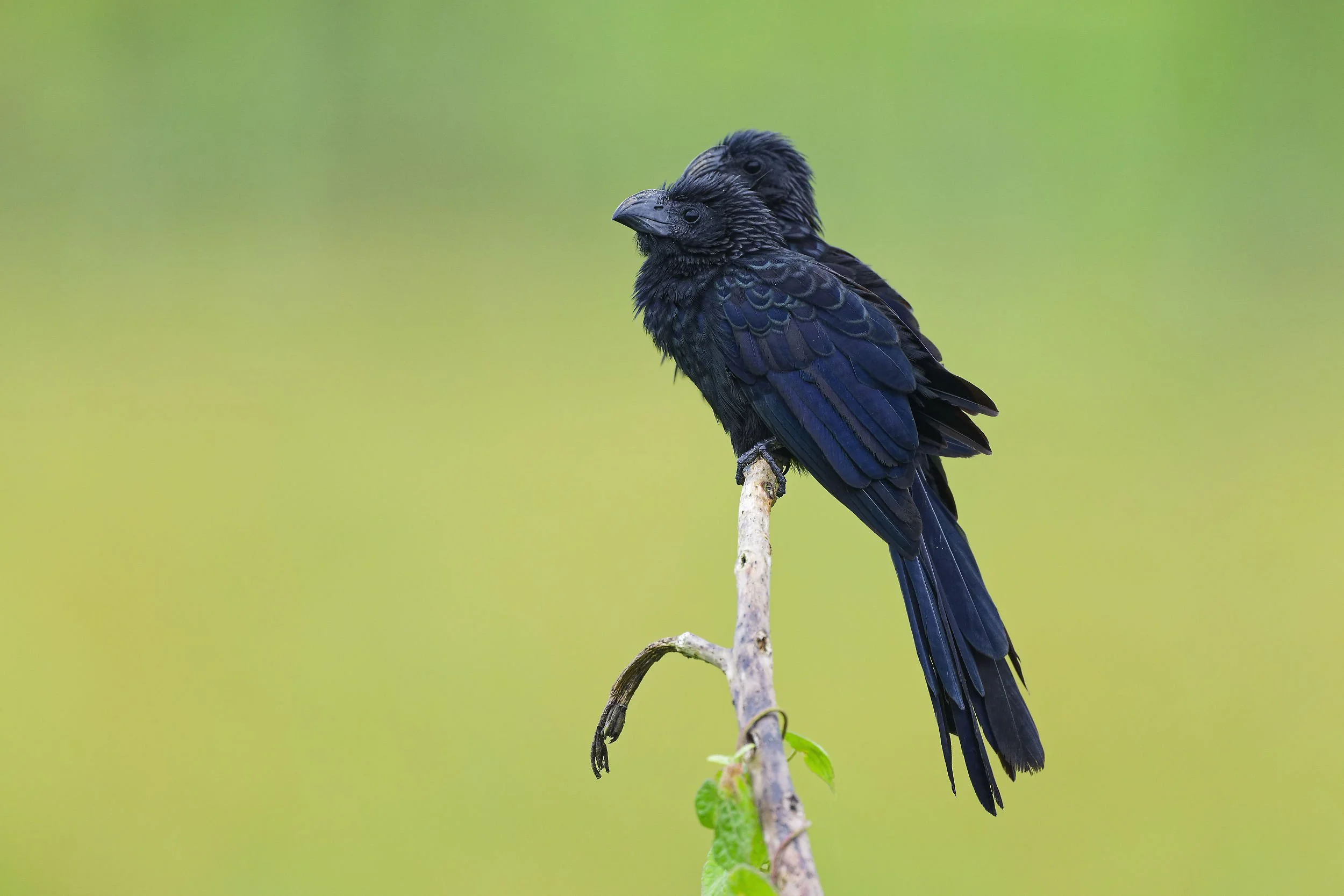 _DSC5728groove billed anilong tailed sliky flycatcher.jpg