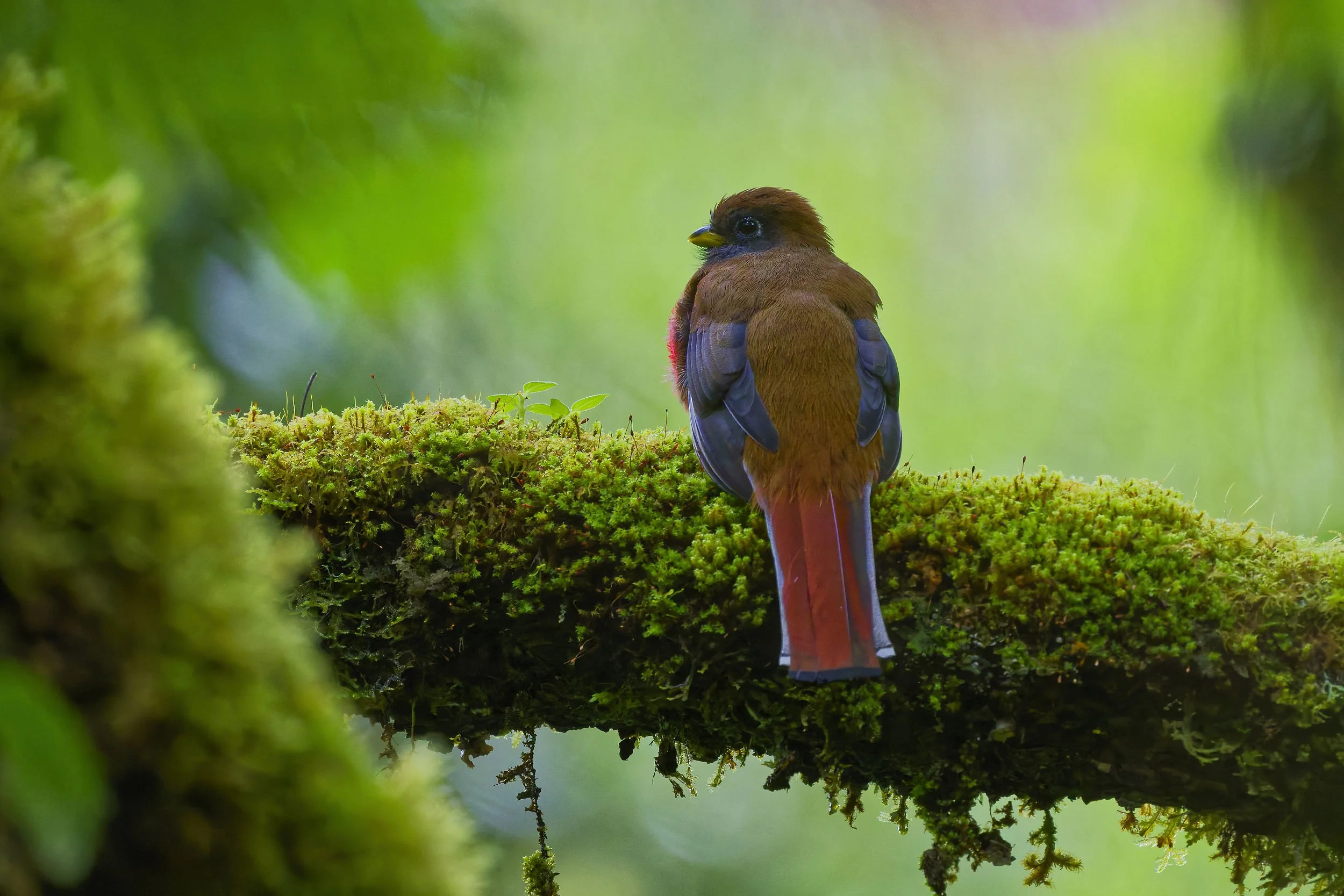 _DSC5738collared trogonlong tailed sliky flycatcher.jpg