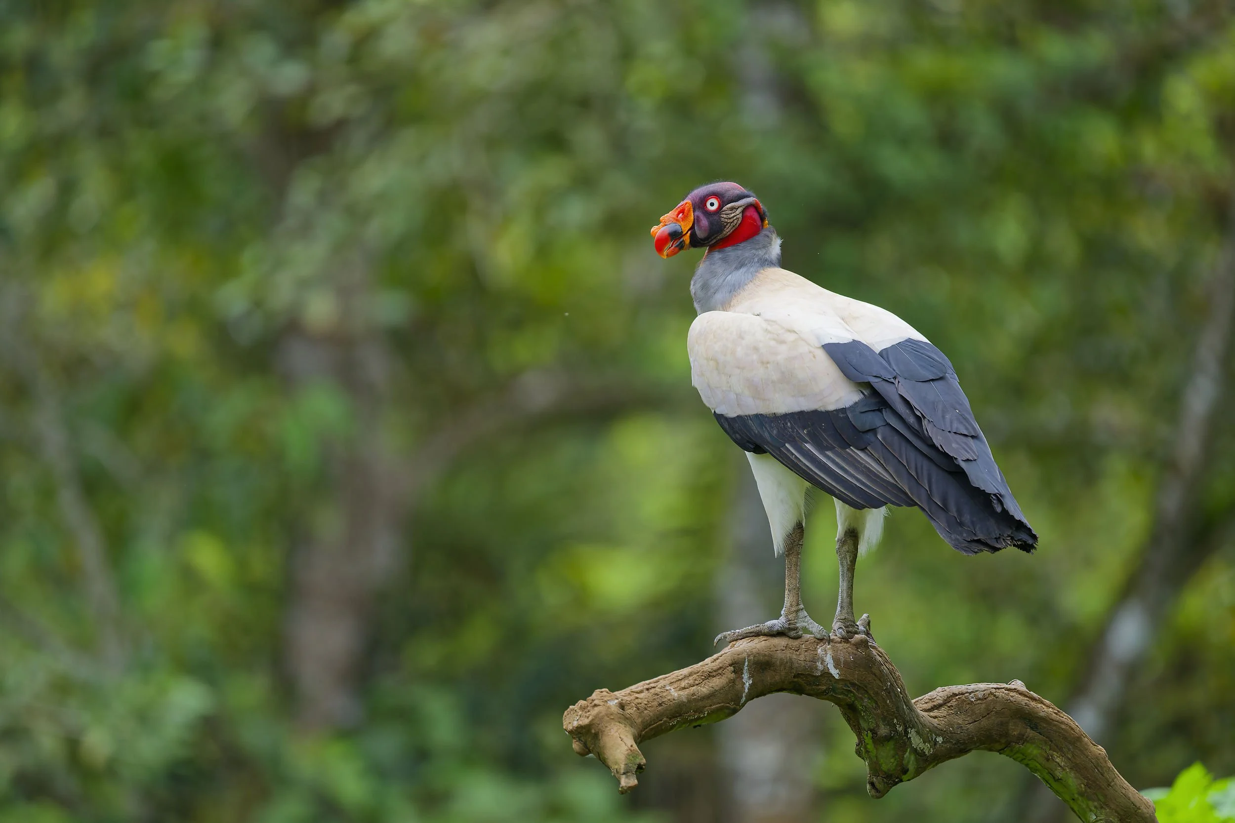 _DSC5800king vulture 5long tailed sliky flycatcher.jpg