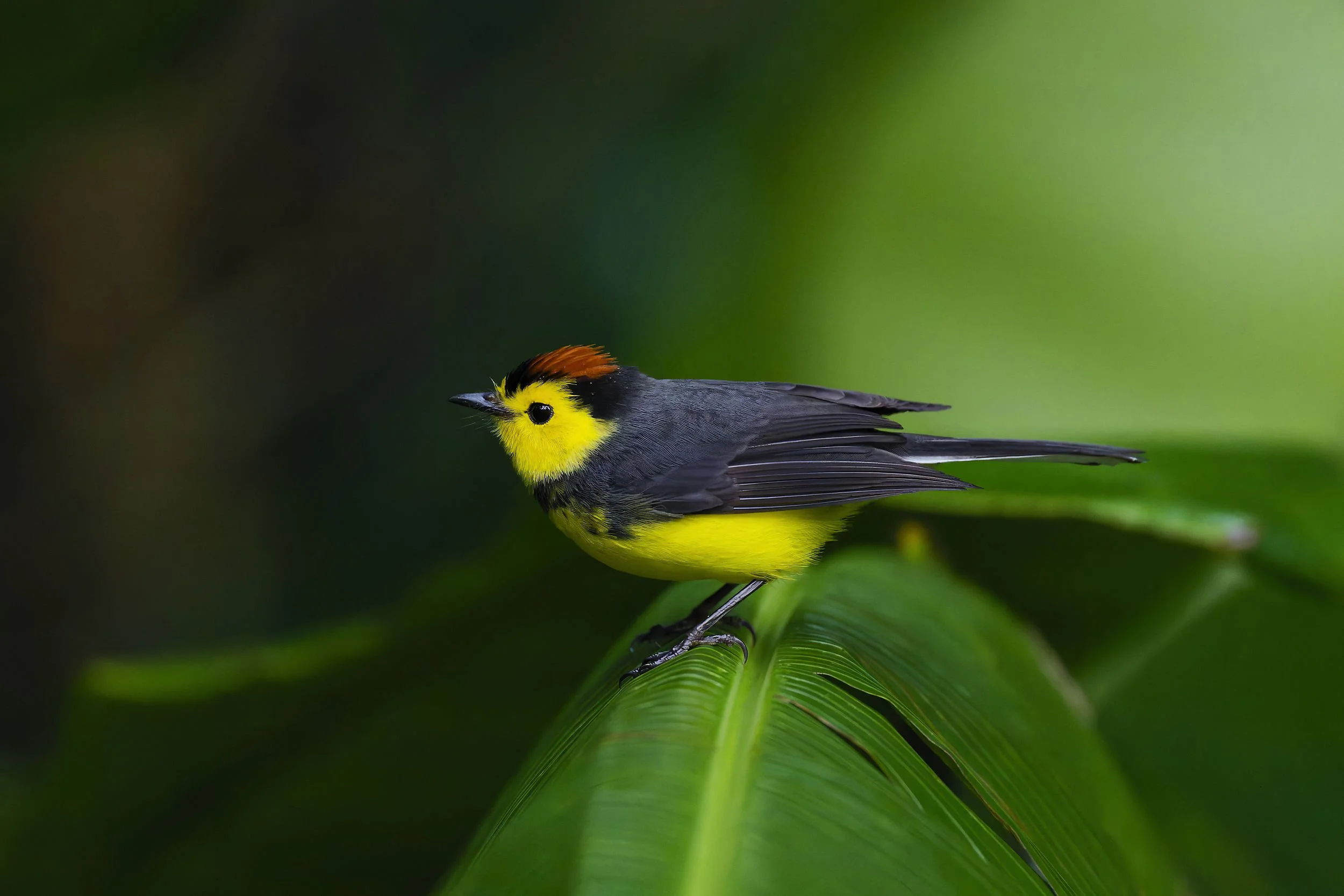 _DSC5814Redstart 5long tailed sliky flycatcher.jpg