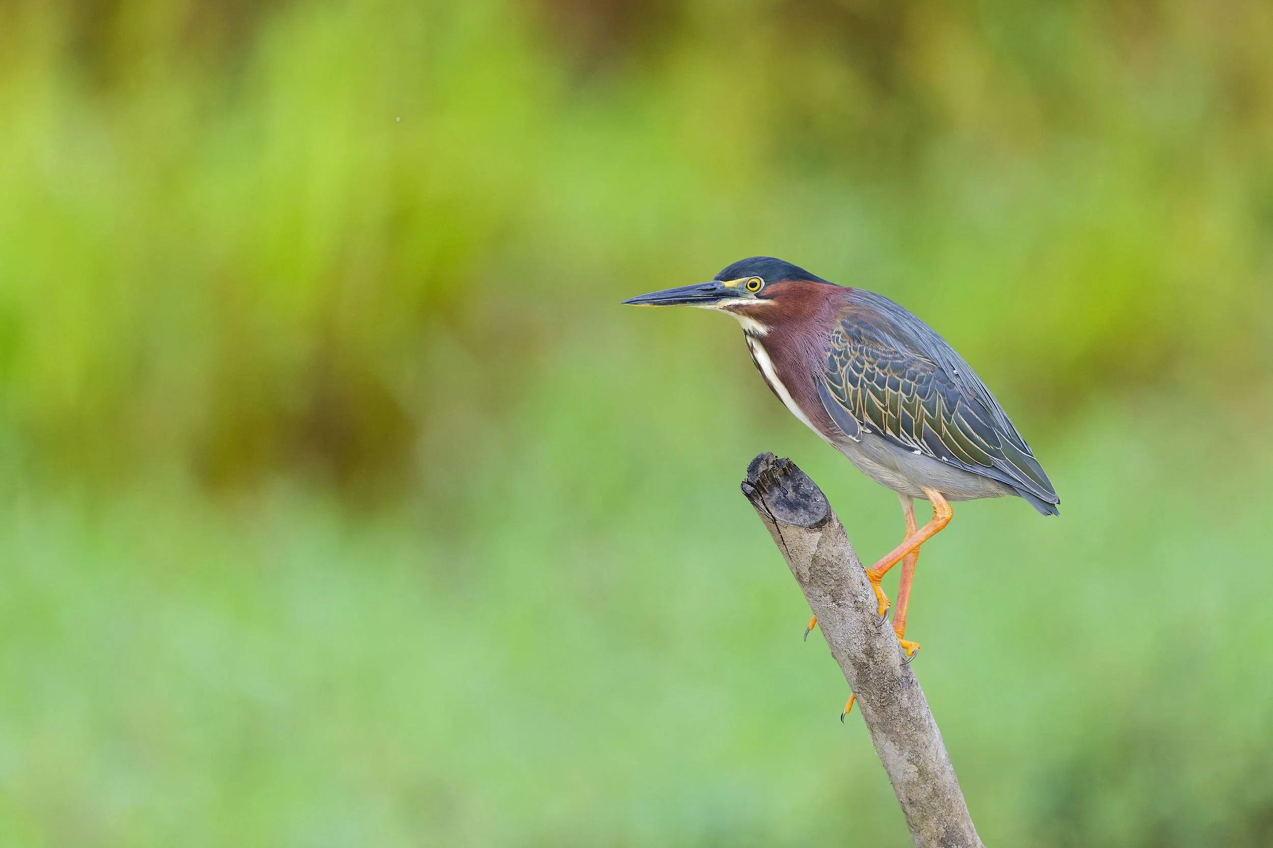 _DSC6012green heron 3long tailed sliky flycatcher.jpg