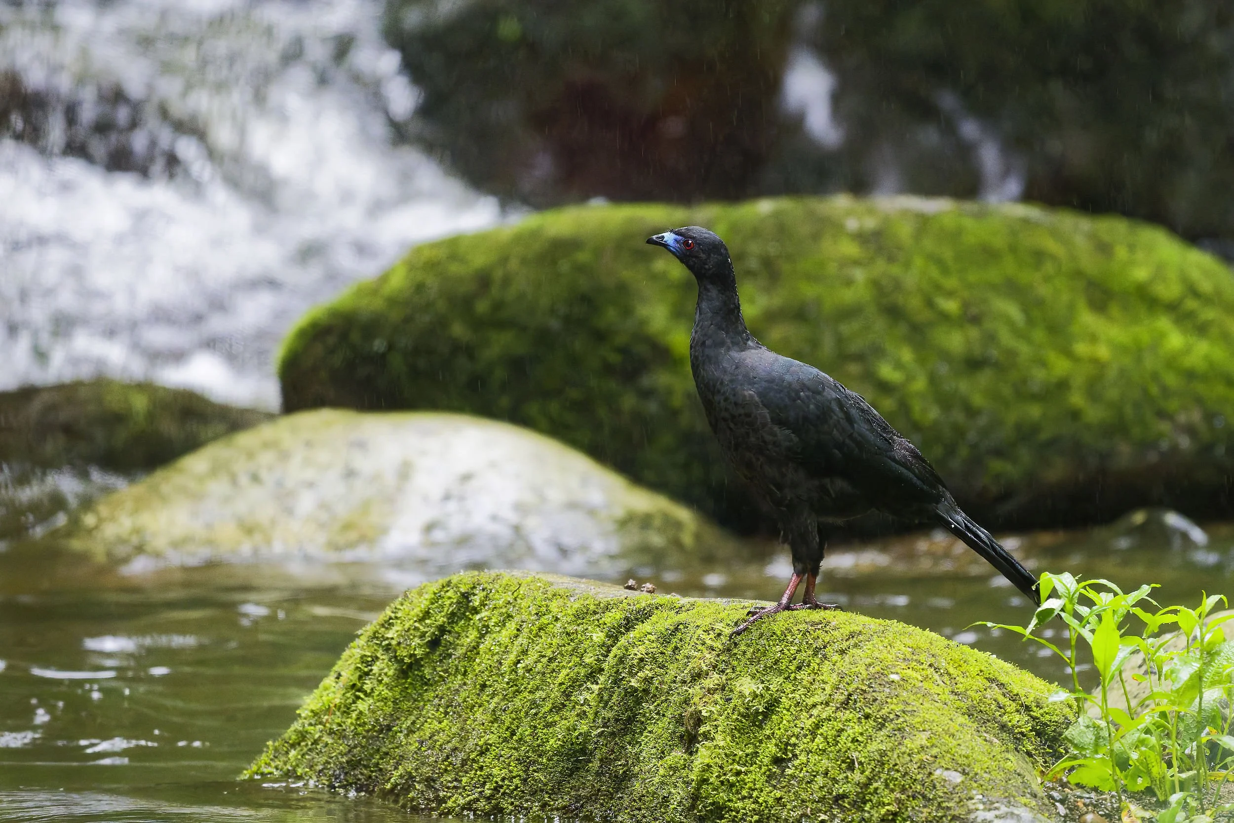 _DSC5885black guan2long tailed sliky flycatcher.jpg