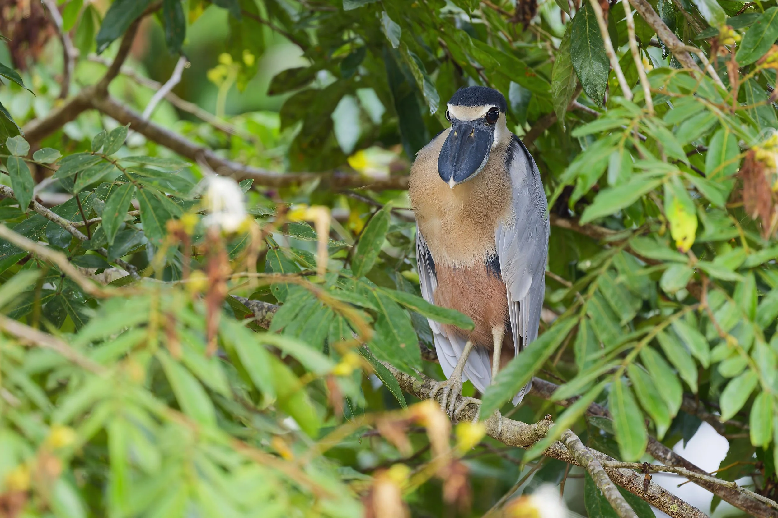 _DSC6305boatbill nightheron2long tailed sliky flycatcher.jpg