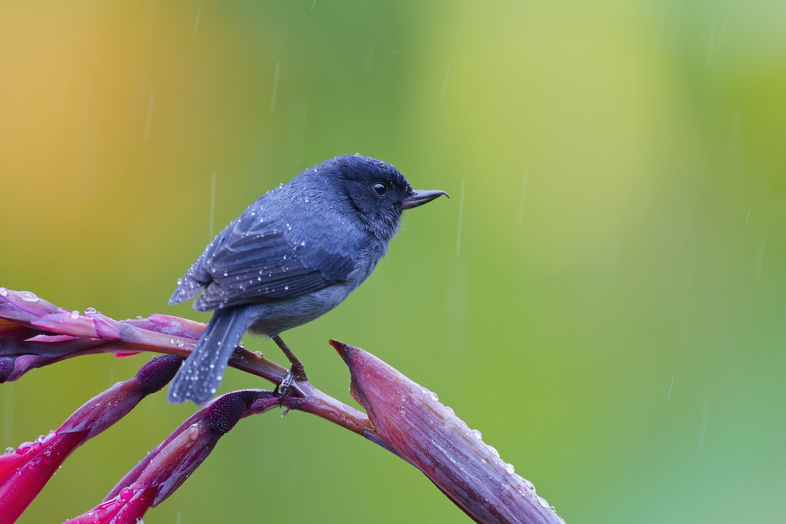 _DSC6753flowerpiercerlong tailed sliky flycatcher.jpg