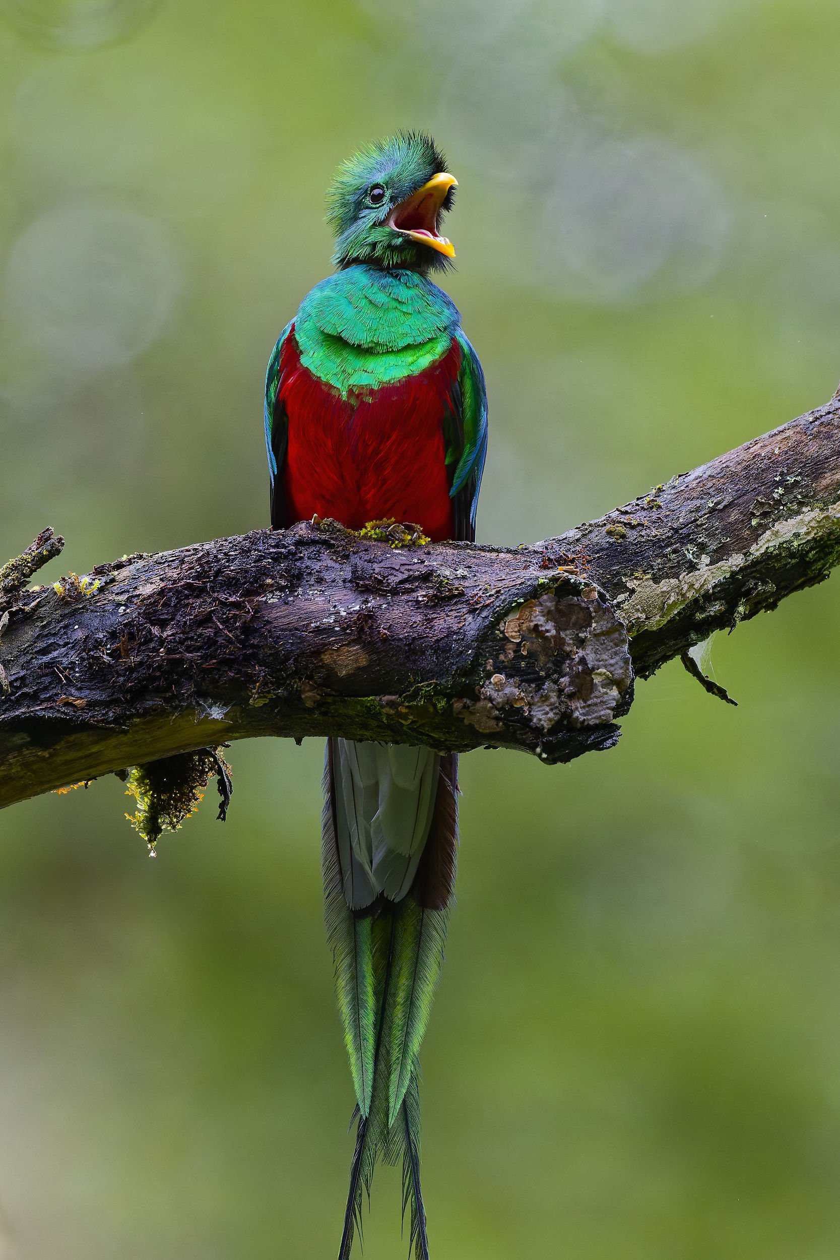 _DSC6502quetzal6long tailed sliky flycatcher.jpg