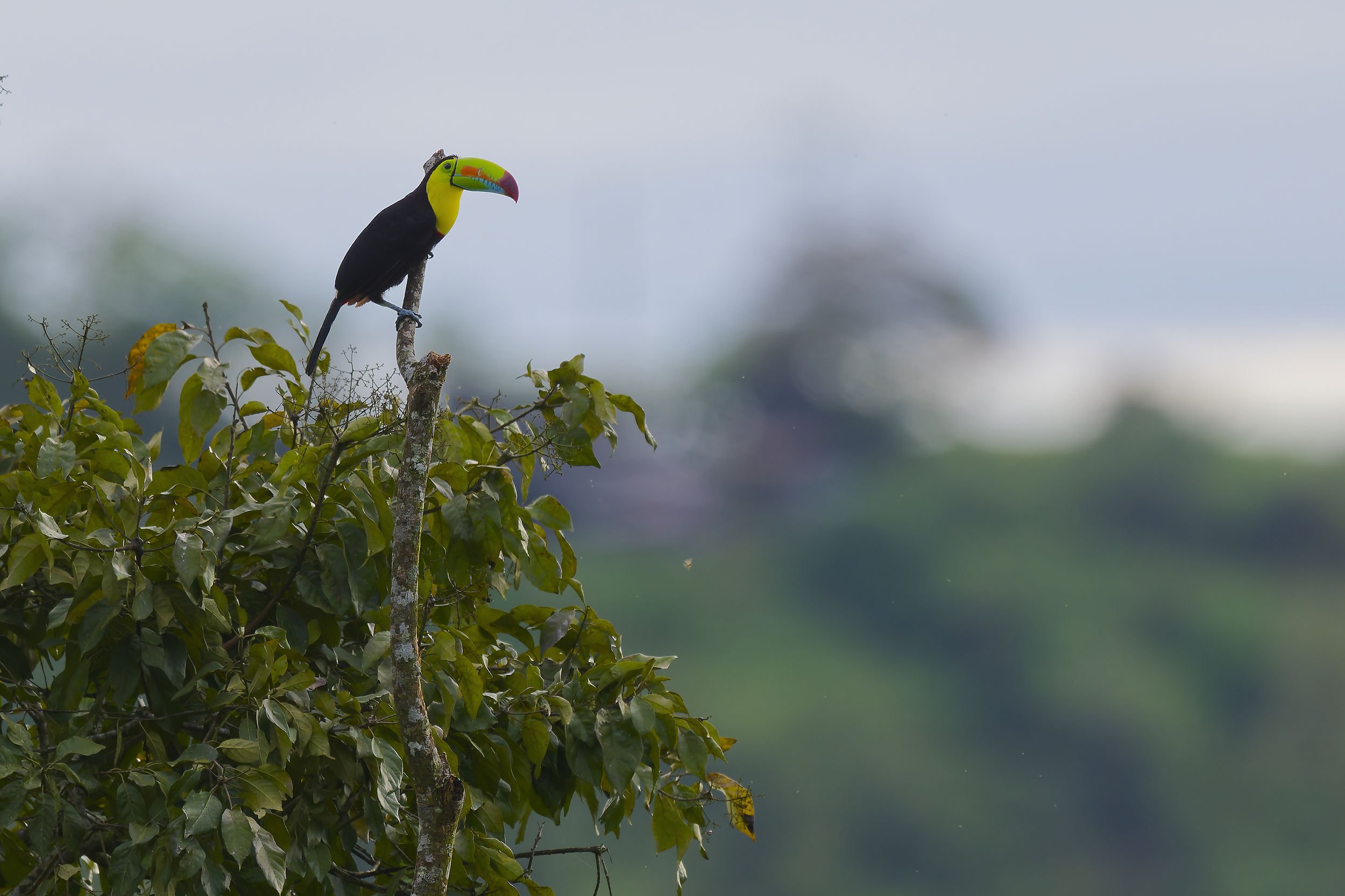 _DSC6909keelbilled toucanlong tailed sliky flycatcher.jpg
