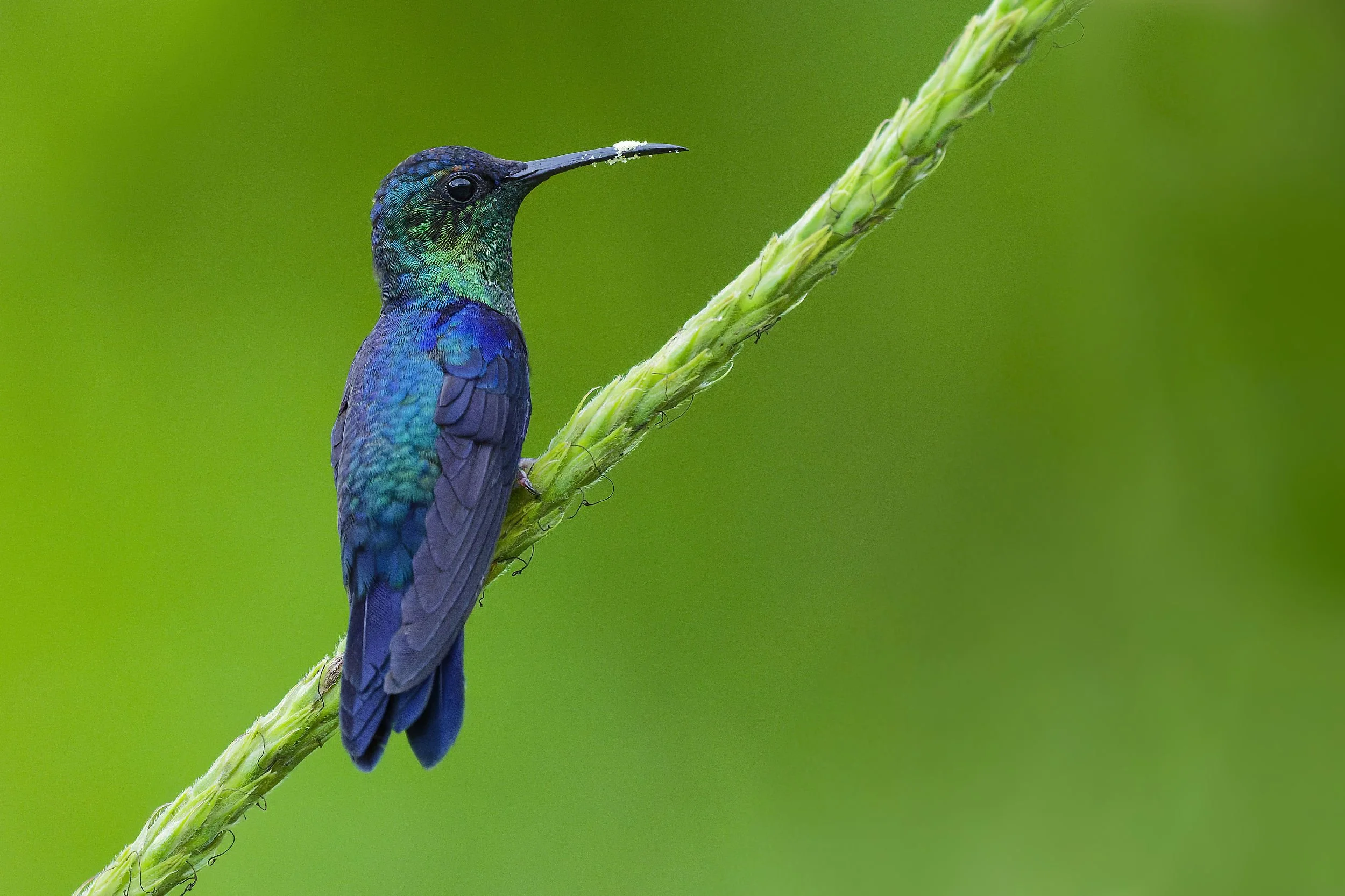 _DSC7676hummer splong tailed sliky flycatcher.jpg