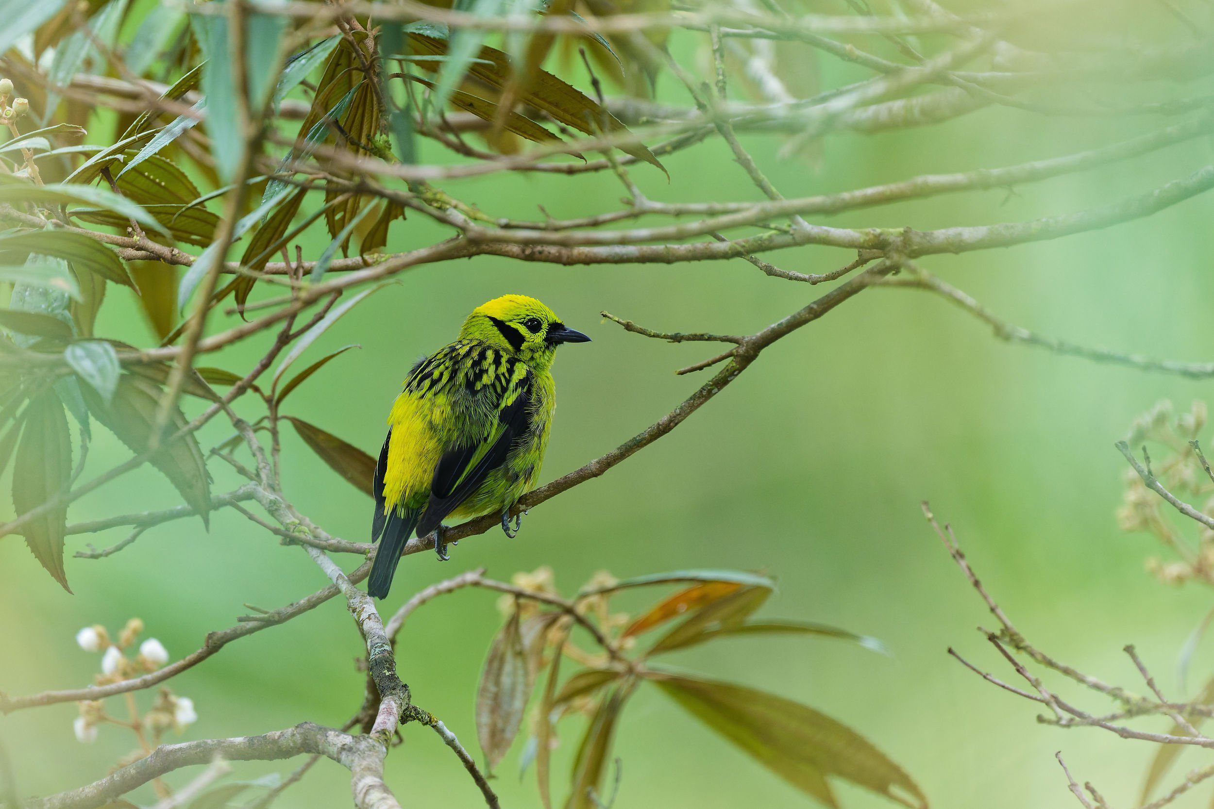 _DSC7720emerald tanagerlong tailed sliky flycatcher.jpg