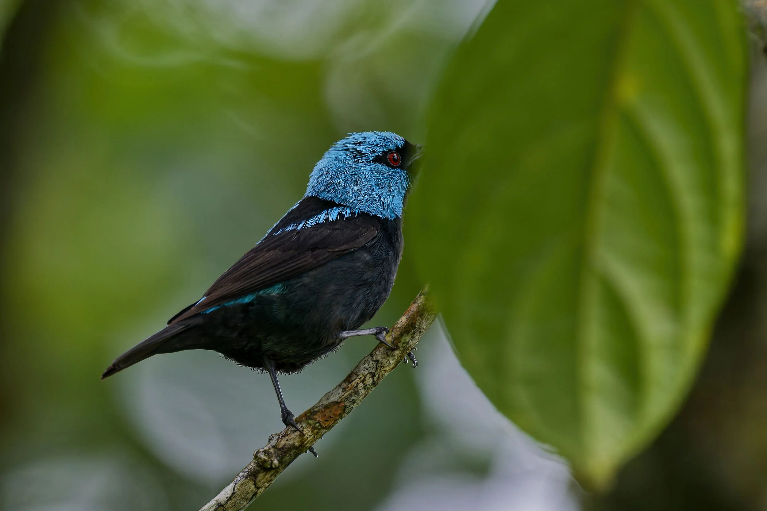 _DSC7752dacnislong tailed sliky flycatcher.jpg