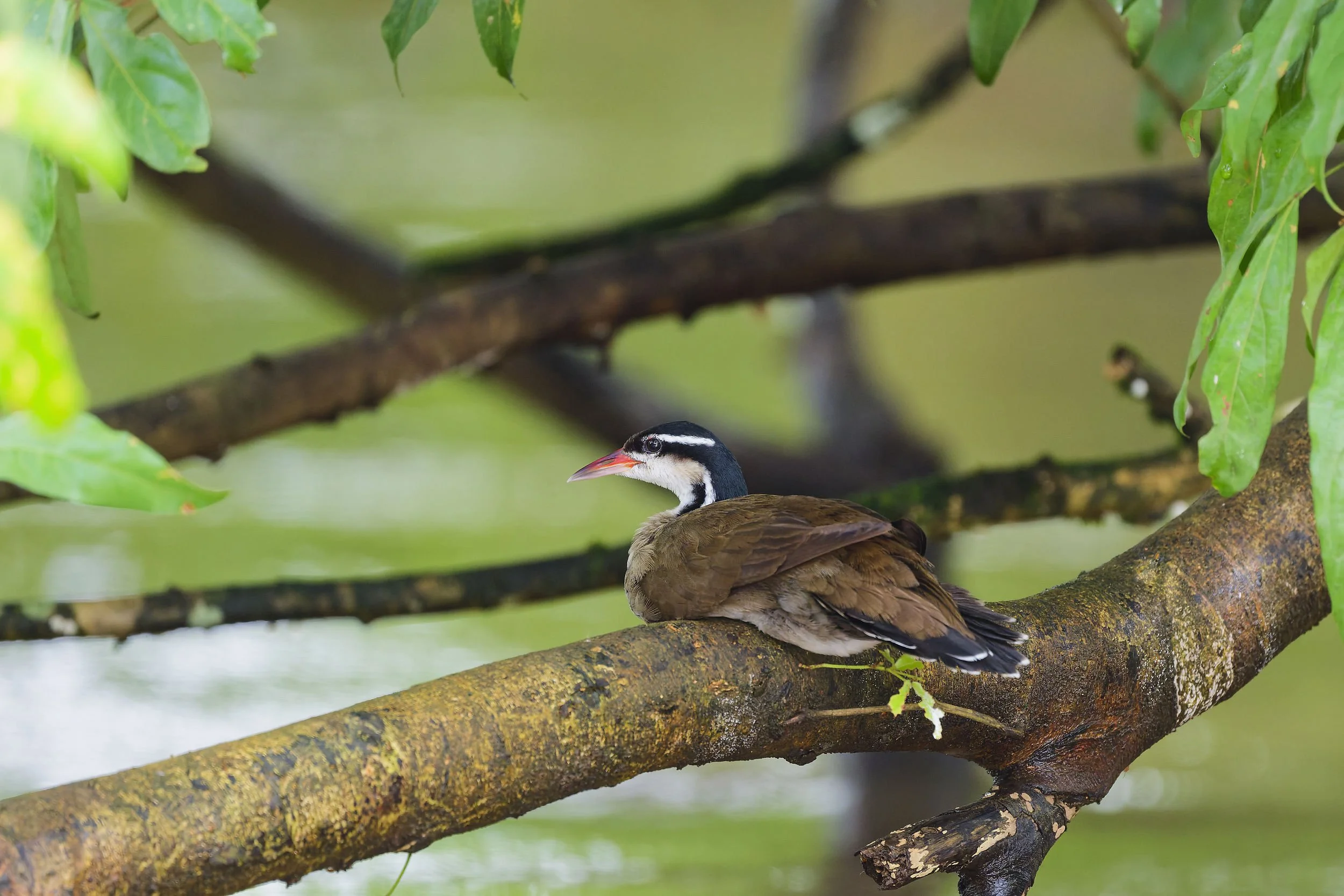 _DSC7783sungrebe2long tailed sliky flycatcher.jpg
