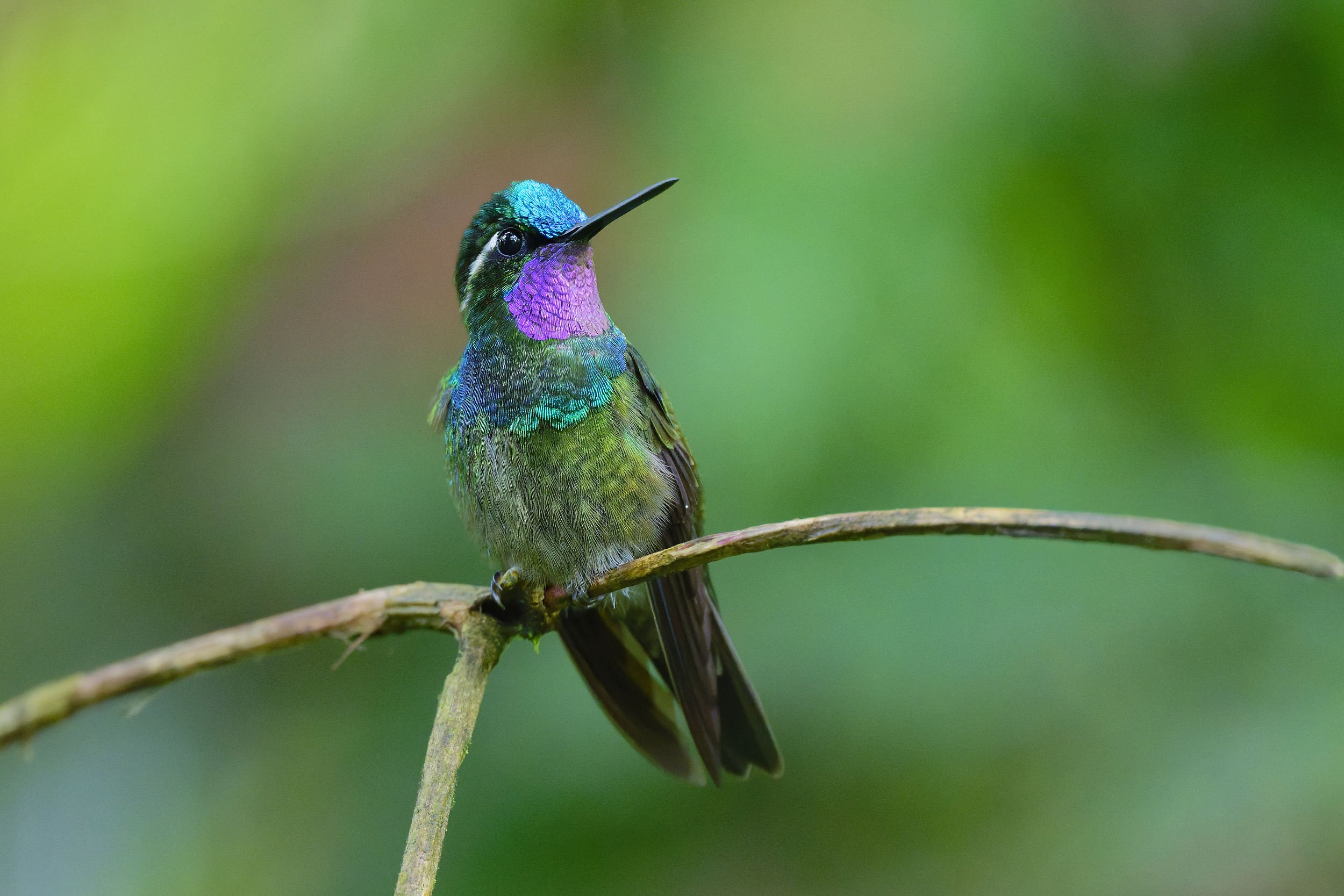 _DSC8102purple throated moutain gem2long tailed sliky flycatcher.jpg