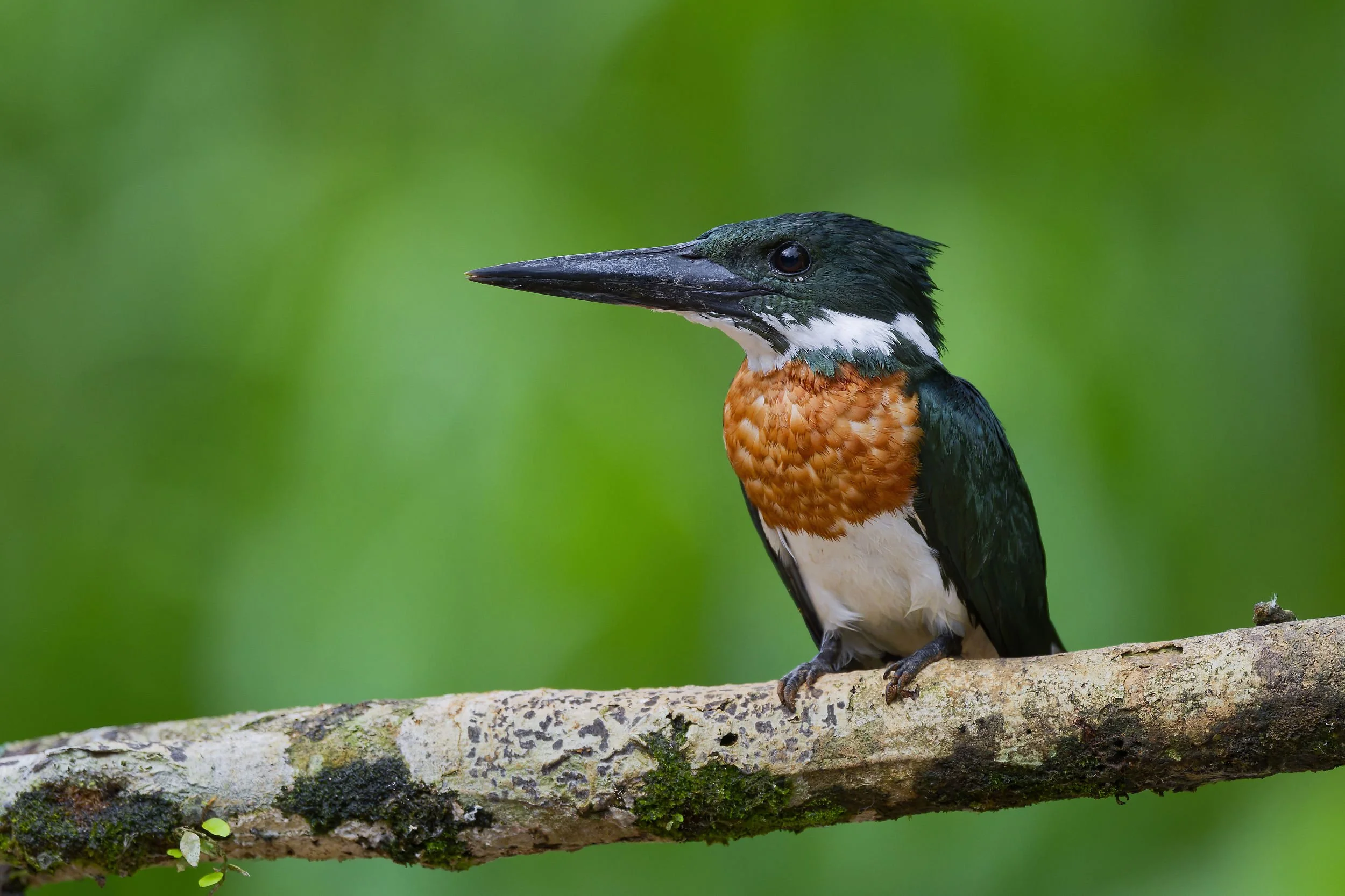 _DSC8120amazon kingfisherlong tailed sliky flycatcher.jpg