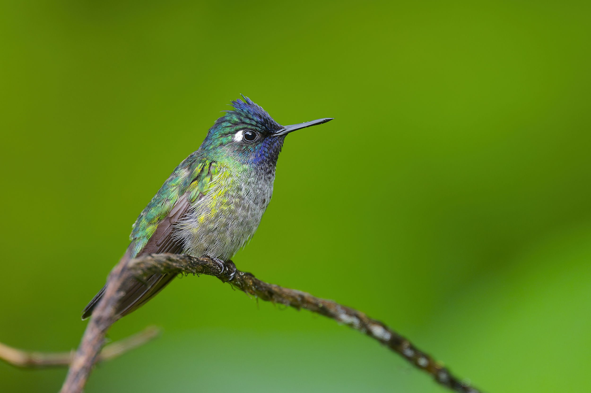 _DSC8161violet headed hummingbirdlong tailed sliky flycatcher.jpg