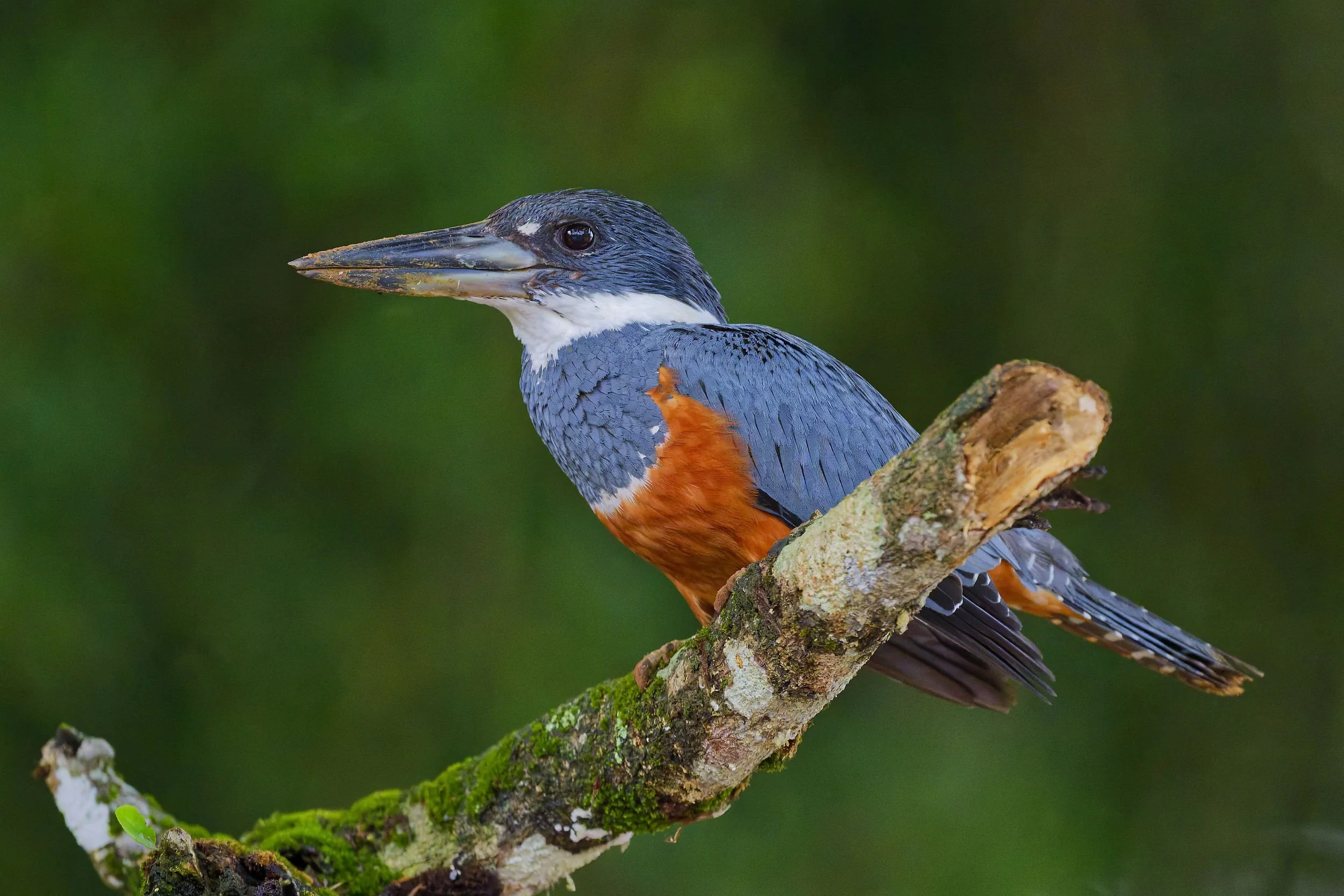 _DSC8526ringed kingfisher3long tailed sliky flycatcher.jpg