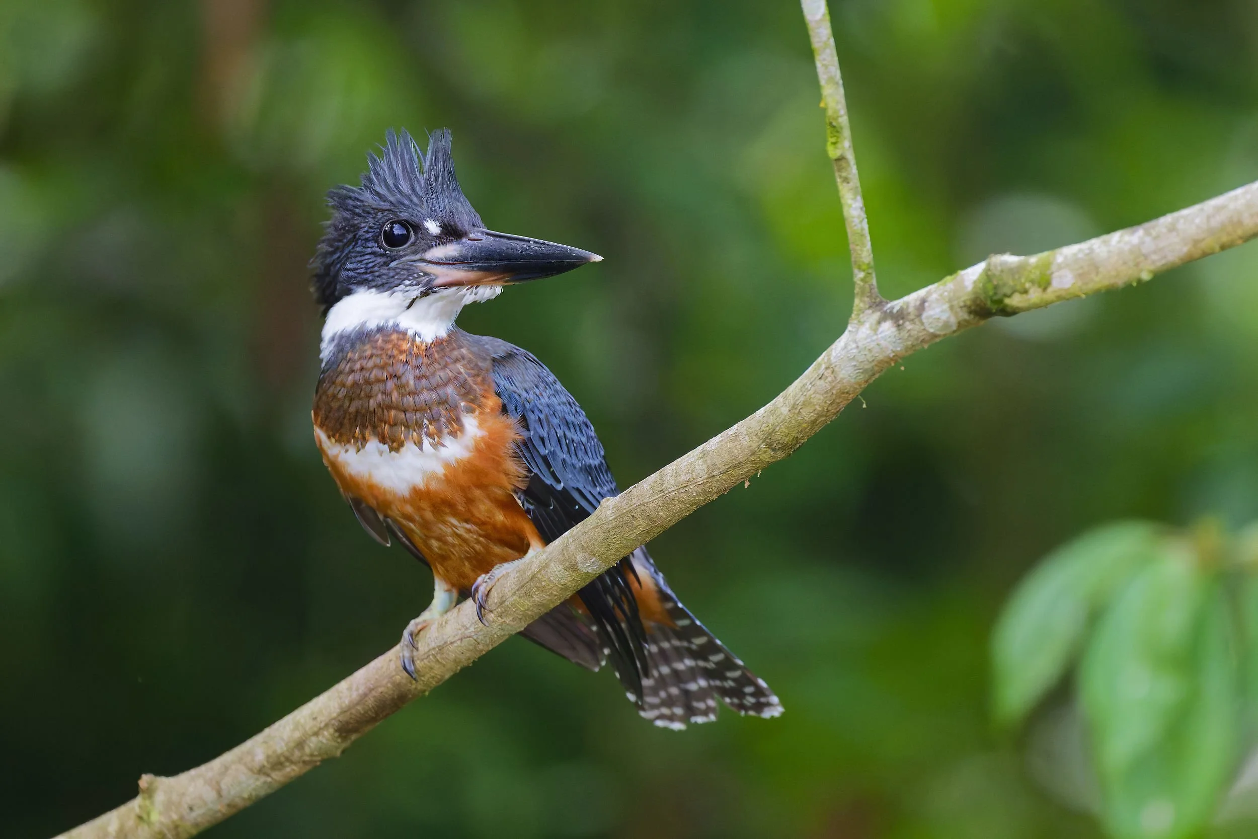 _DSC8696amazon woodpecker5long tailed sliky flycatcher.jpg
