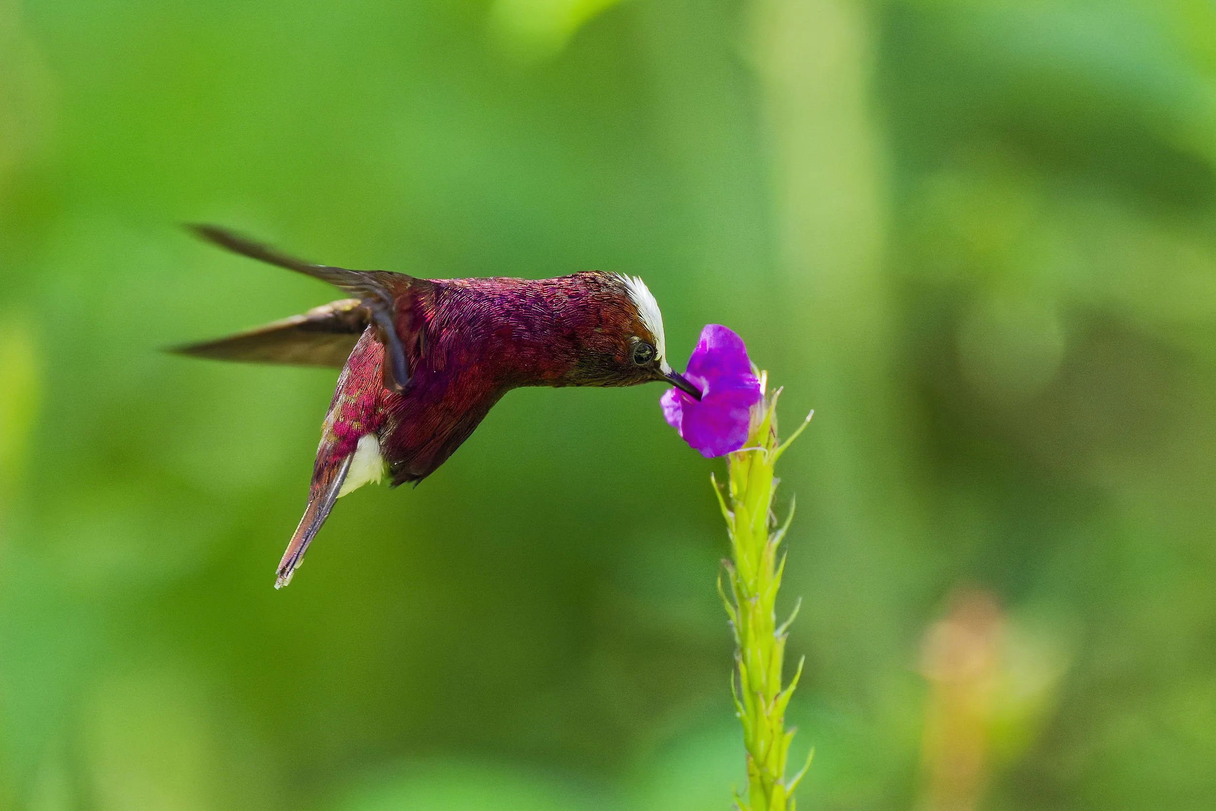 _DSC8771snowcap15long tailed sliky flycatcher.jpg