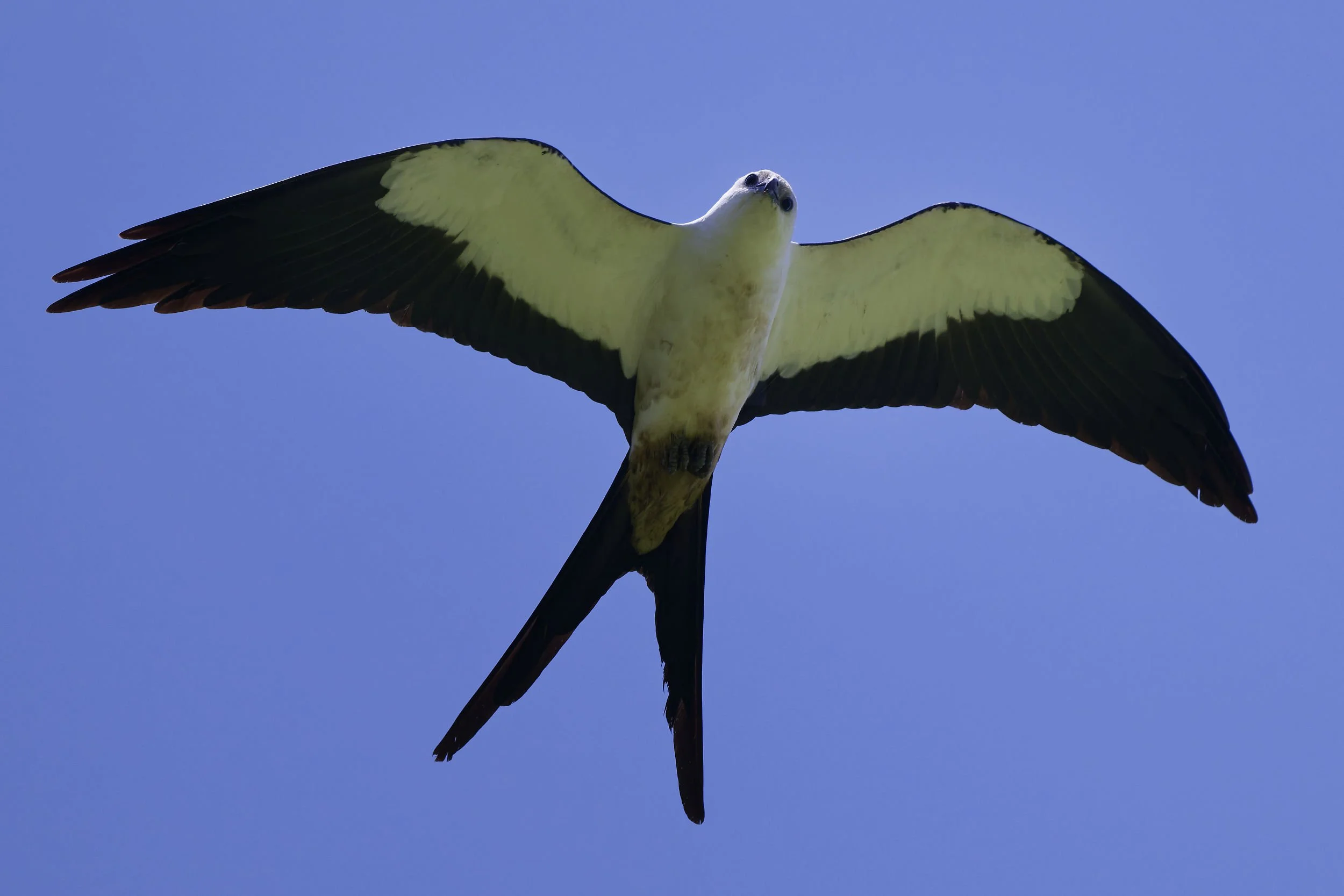 _DSC9085swallow tailed kitelong tailed sliky flycatcher.jpg