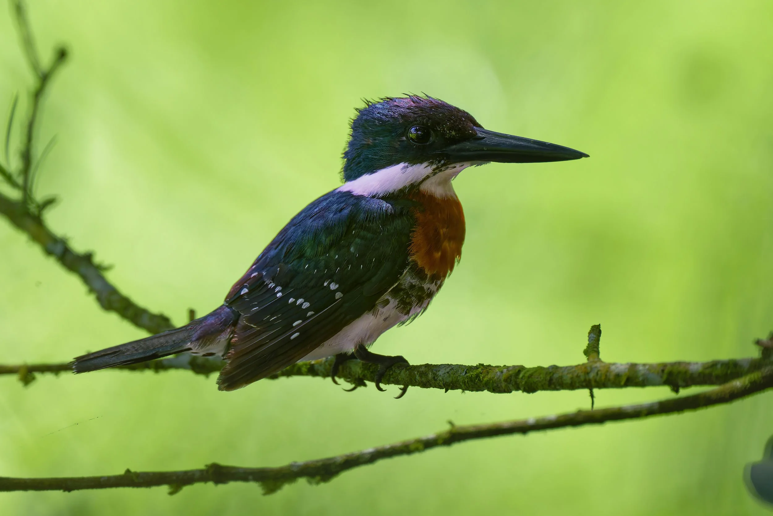 _DSC9135green kingfisher2long tailed sliky flycatcher.jpg