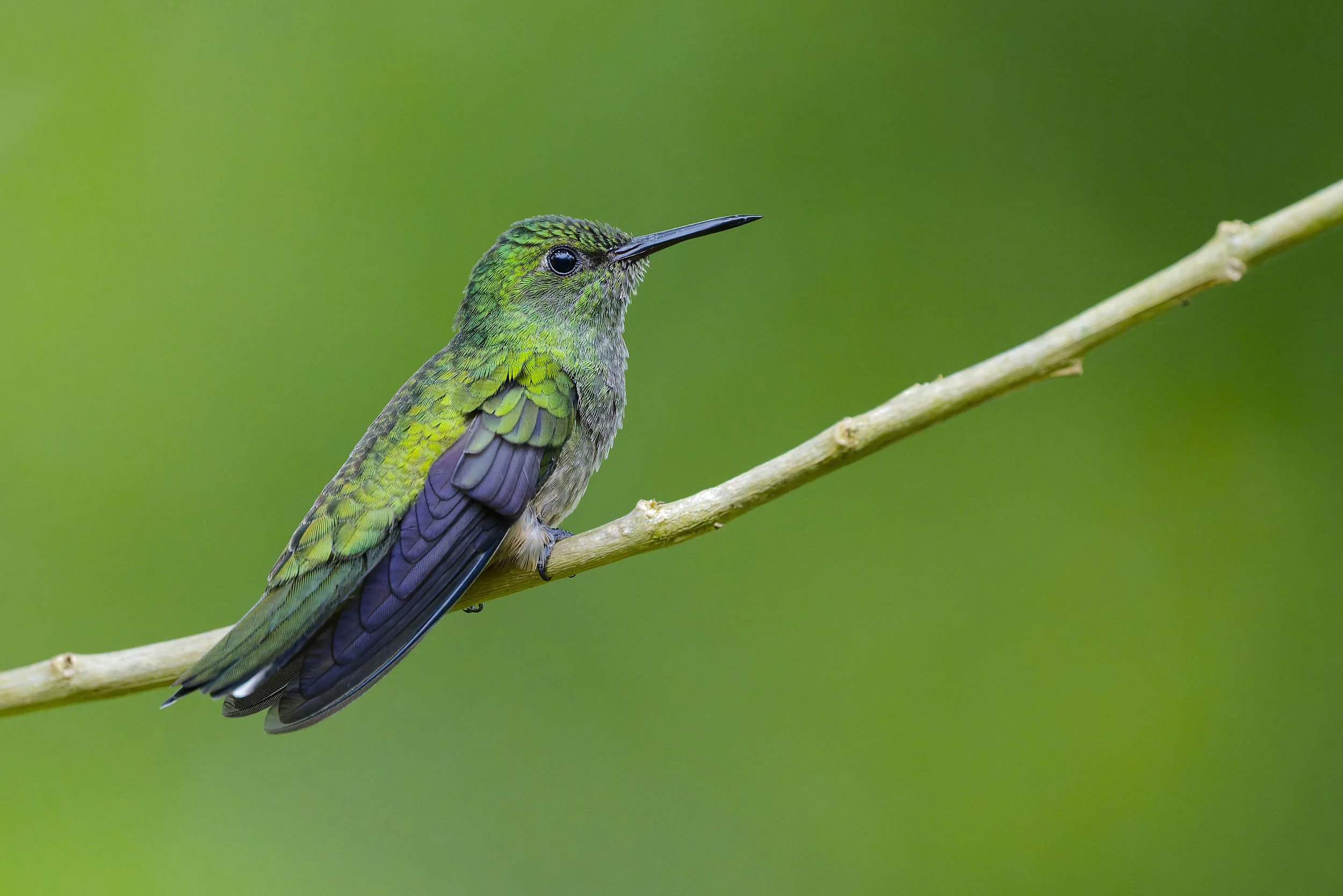 _DSC9203hummerlong tailed sliky flycatcher.jpg