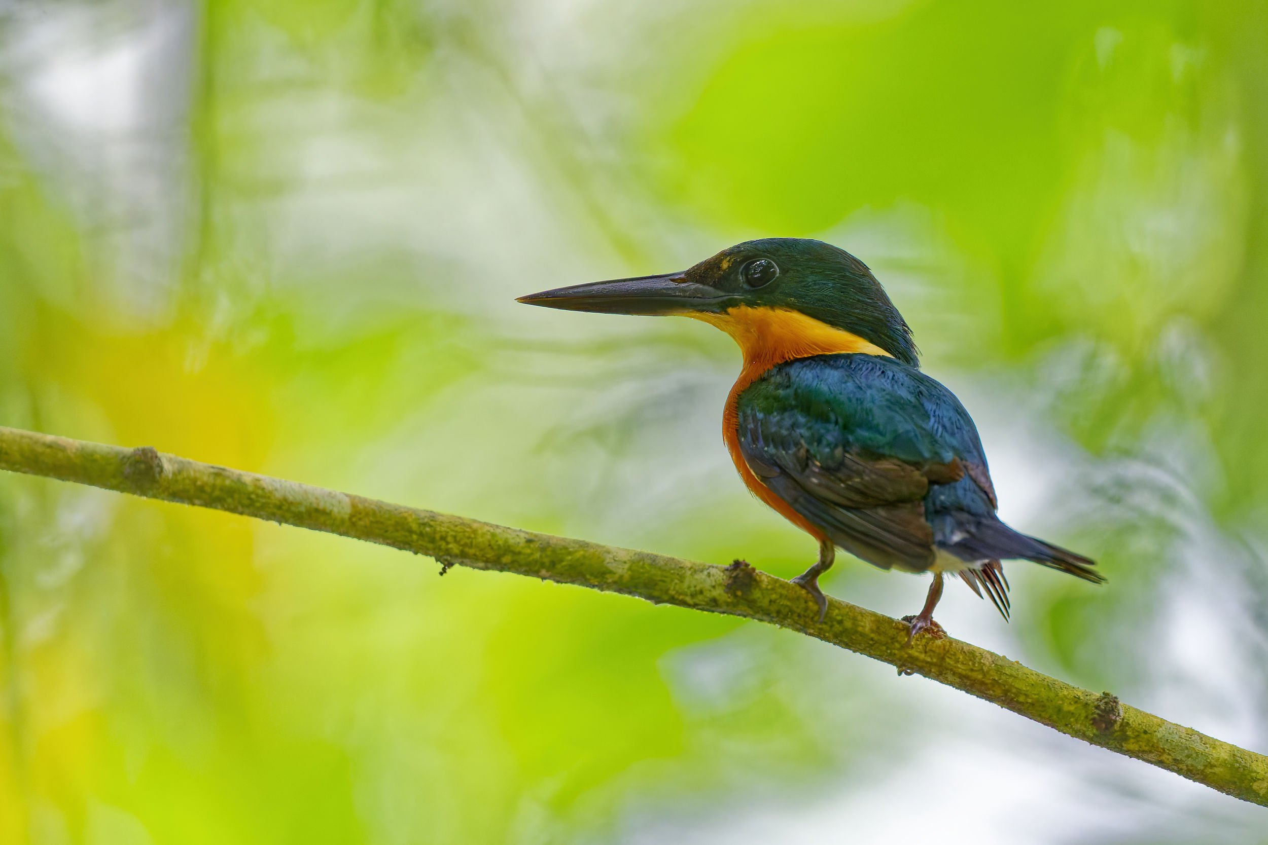 _DSC9386american pigmy kingfisher3long tailed sliky flycatcher.jpg
