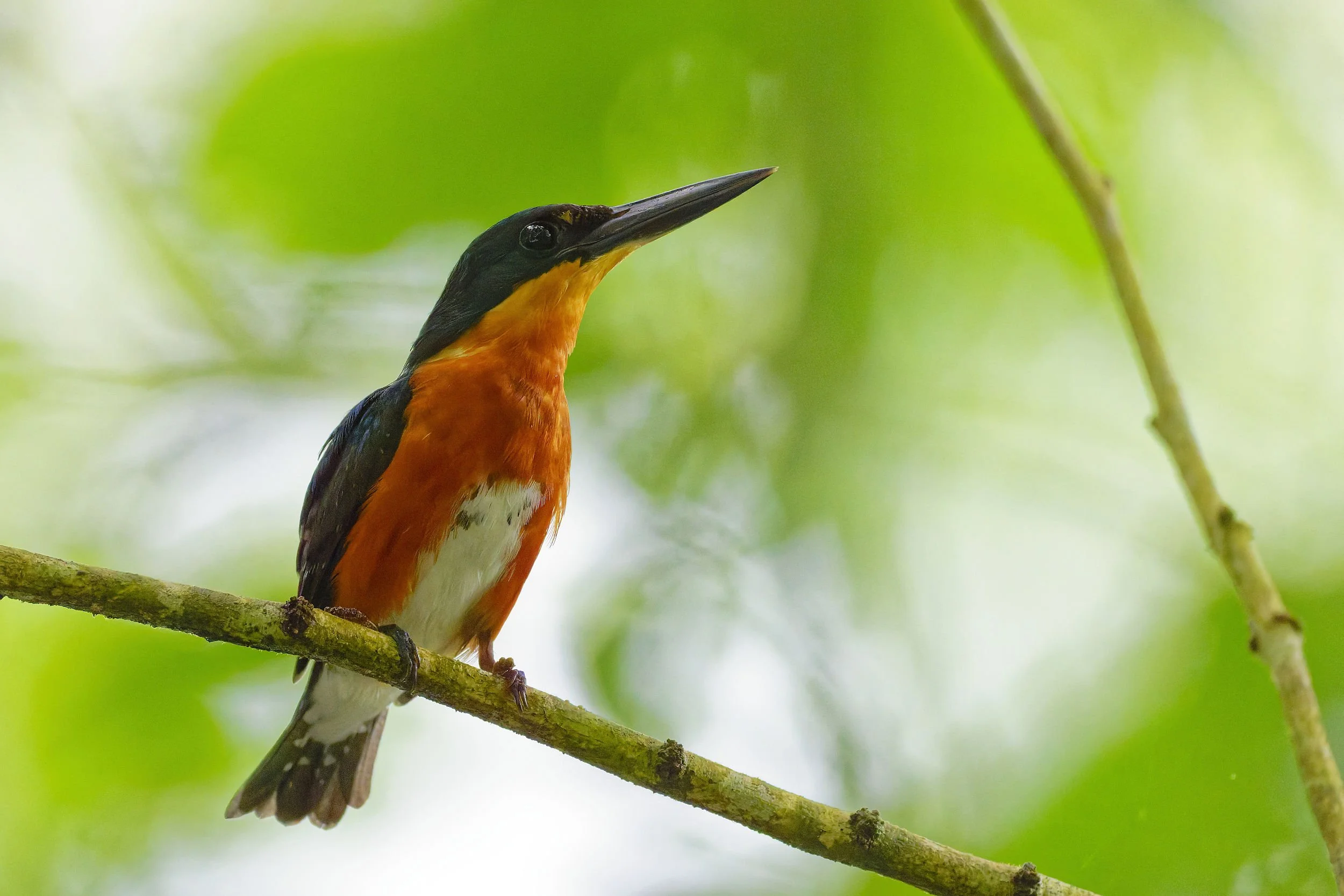 _DSC9415american pigmy kingfisherlong tailed sliky flycatcher.jpg
