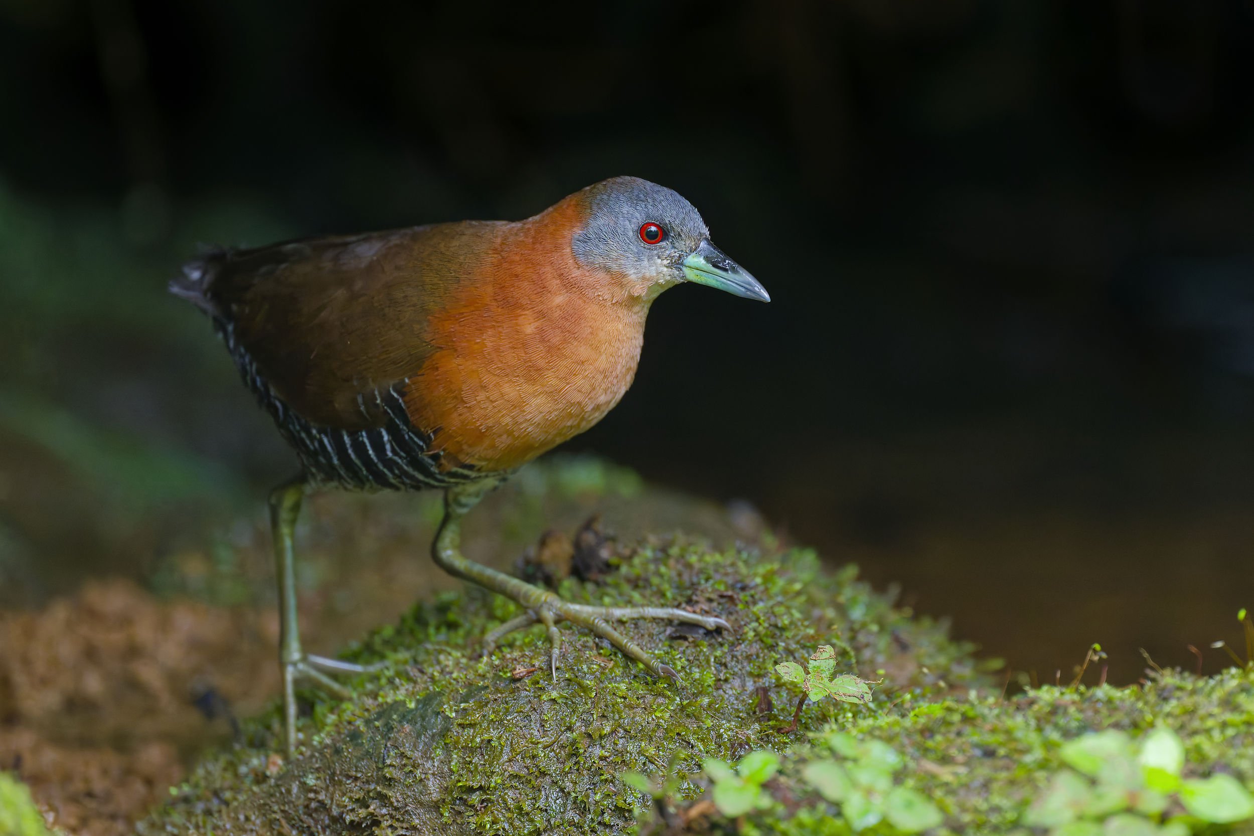 _DSC9600crake 2long tailed sliky flycatcher.jpg