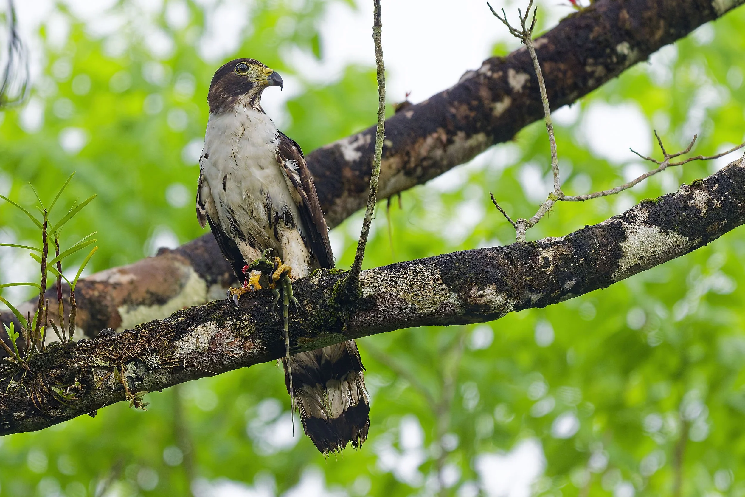_DSC9789gray headed kitelong tailed sliky flycatcher.jpg
