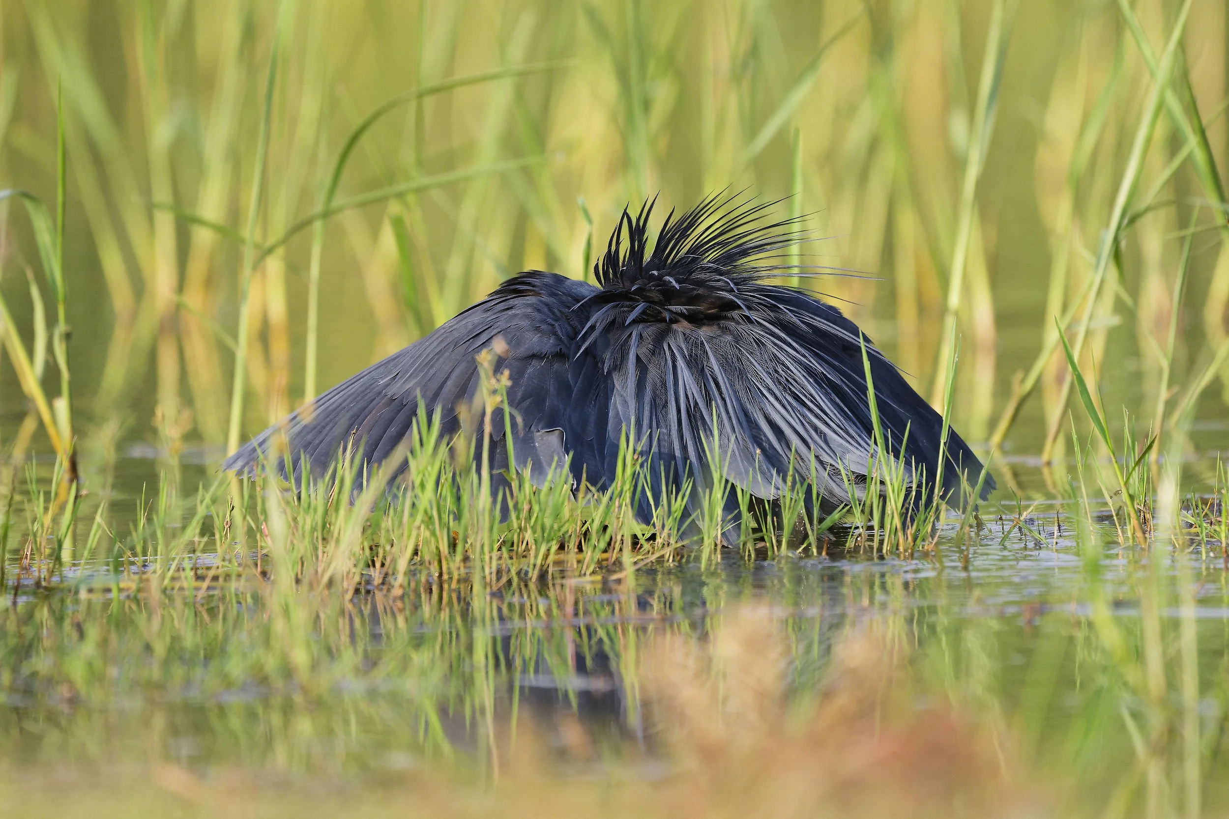 _DSC1599black heron2long tailed sliky flycatcher.jpg