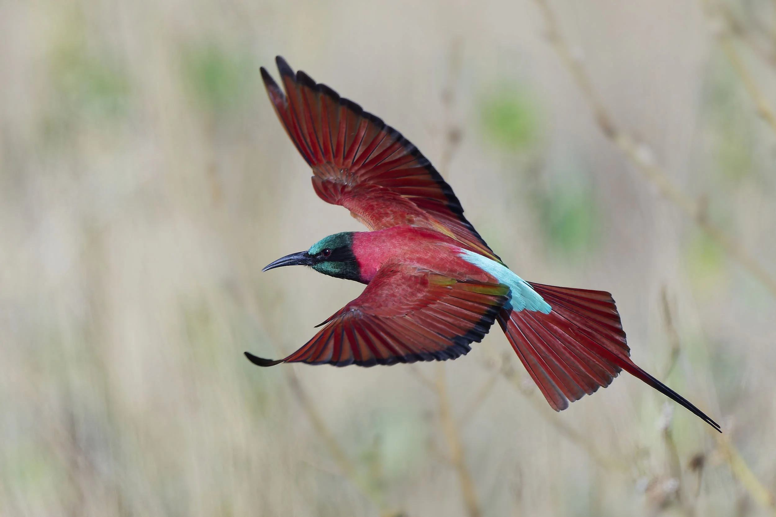 _DSC2783carmine beeeaterlong tailed sliky flycatcher.jpg
