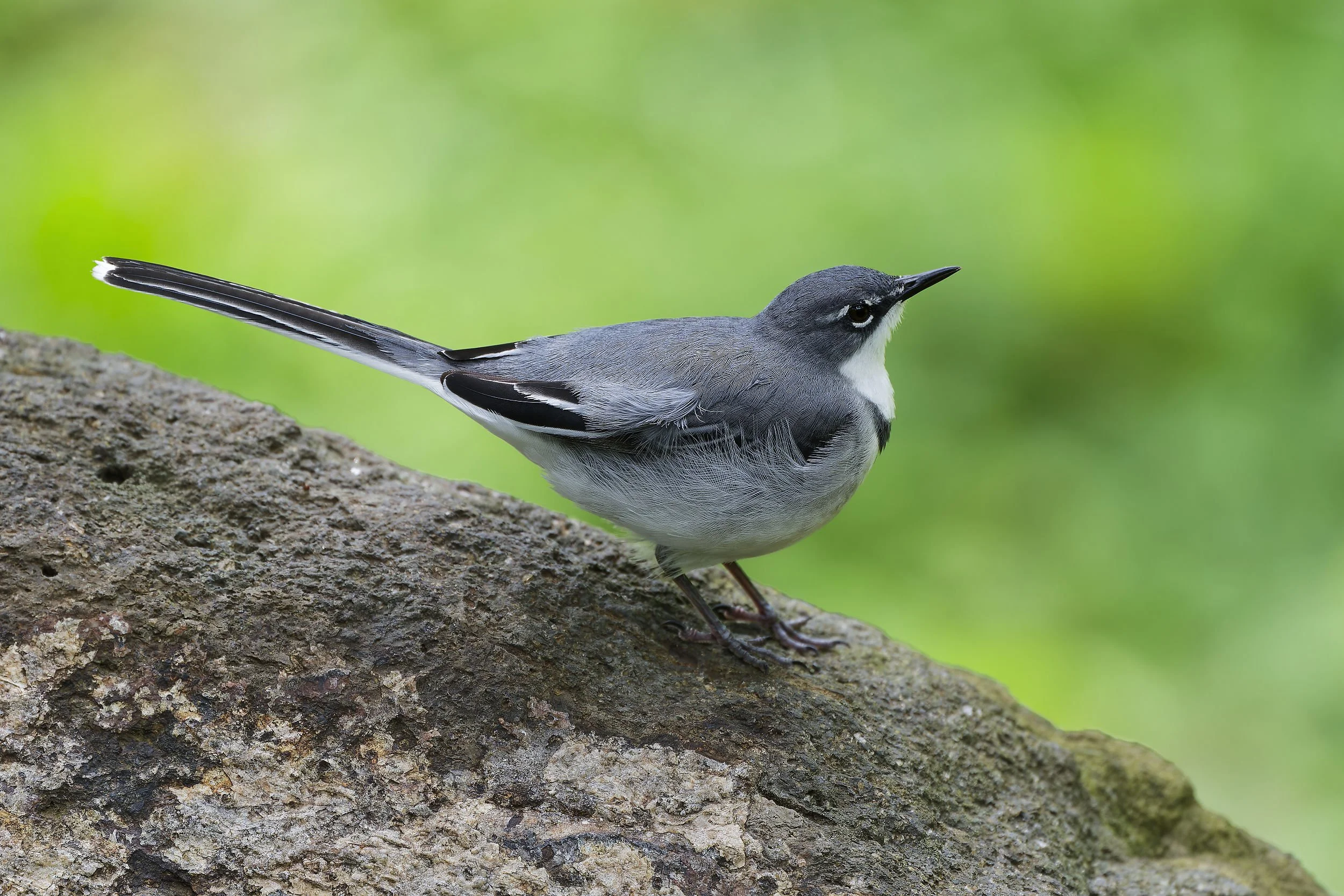 _DSC3192mantane wagtaillong tailed sliky flycatcher.jpg