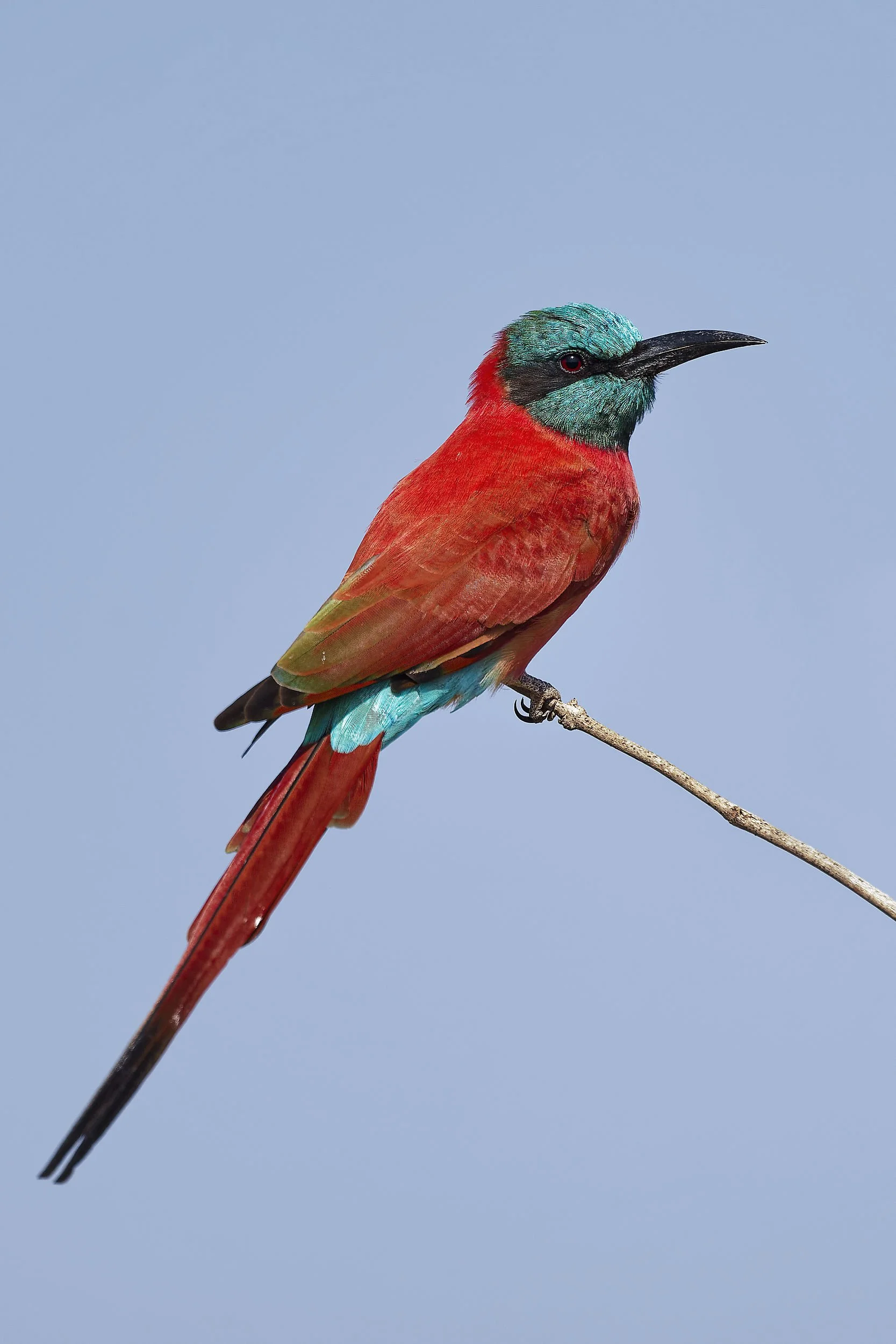_DSC4224carmine bee eater 3long tailed sliky flycatcher.jpg