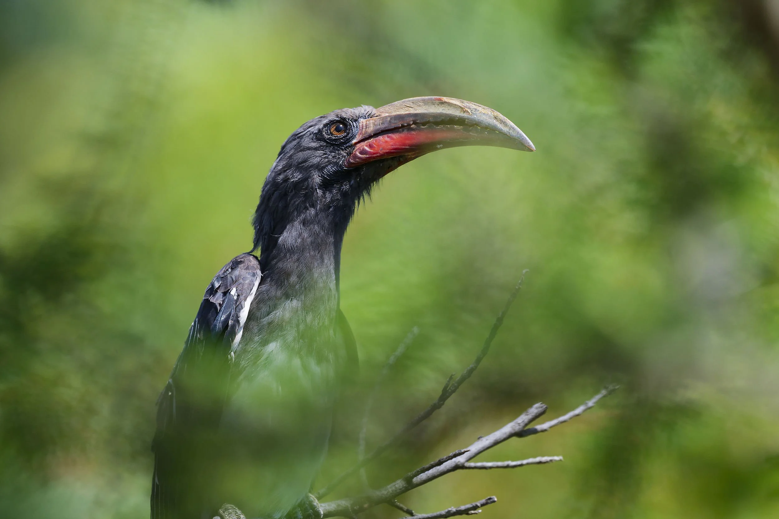 _DSC7484hemprich's hornbilllong tailed sliky flycatcher.jpg