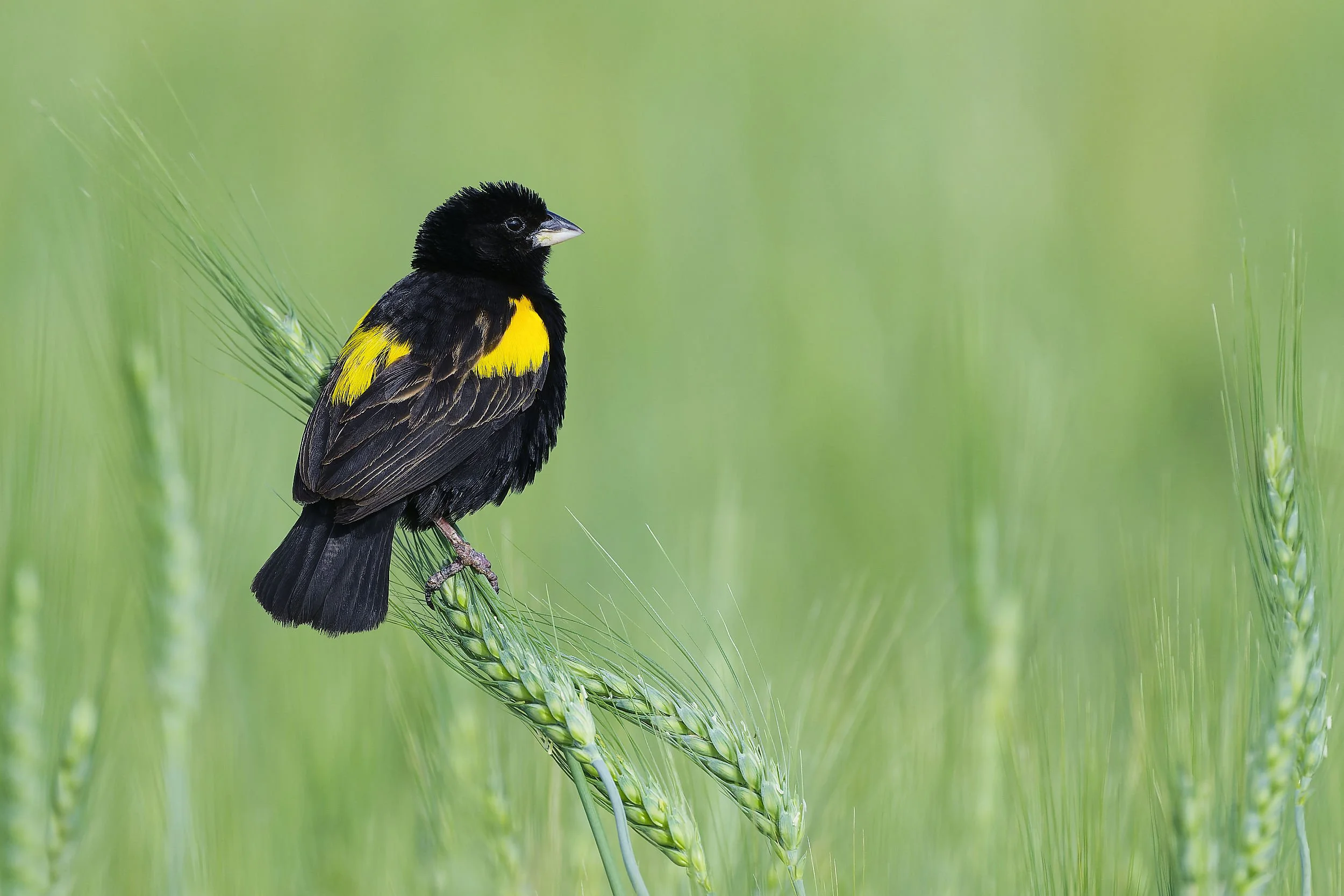 _DSC8489yellow bishoplong tailed sliky flycatcher.jpg