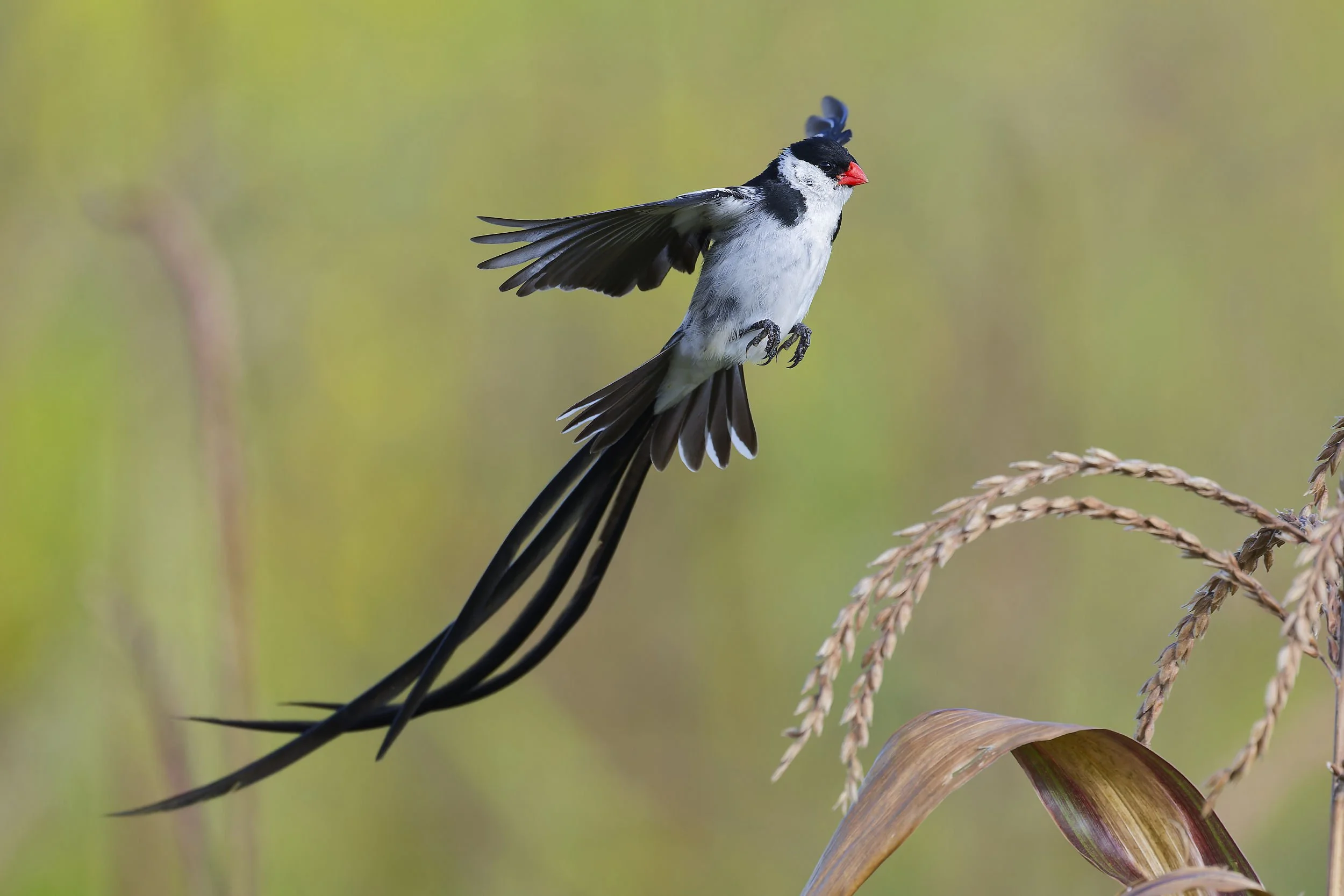 _DSC8802pin tailed whydalong tailed sliky flycatcher.jpg
