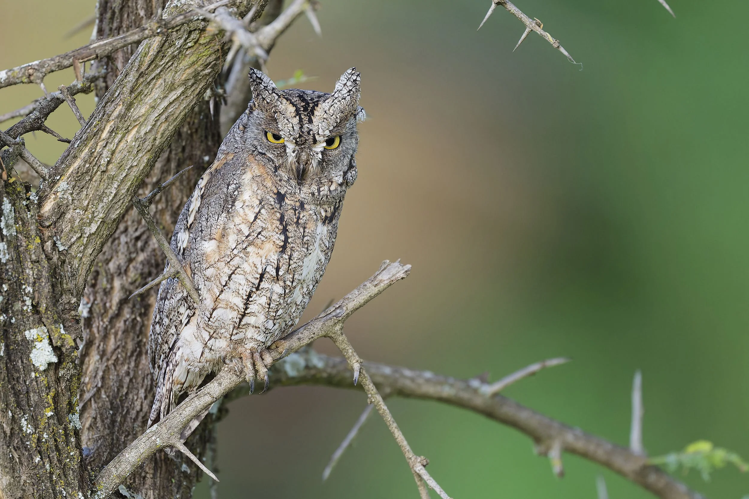 _DSC9506african scops owllong tailed sliky flycatcher.jpg