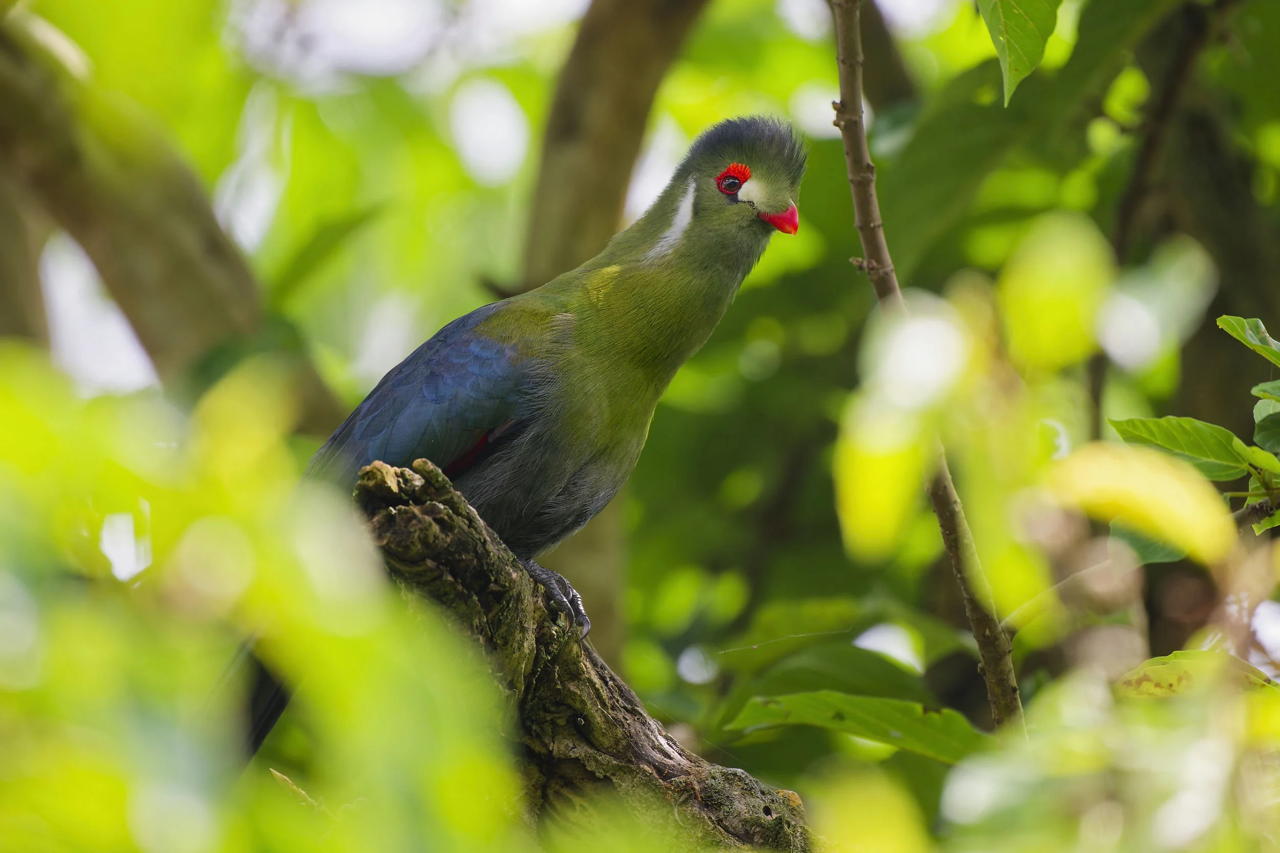 _DSC2644turaco 2long tailed sliky flycatcher.jpg