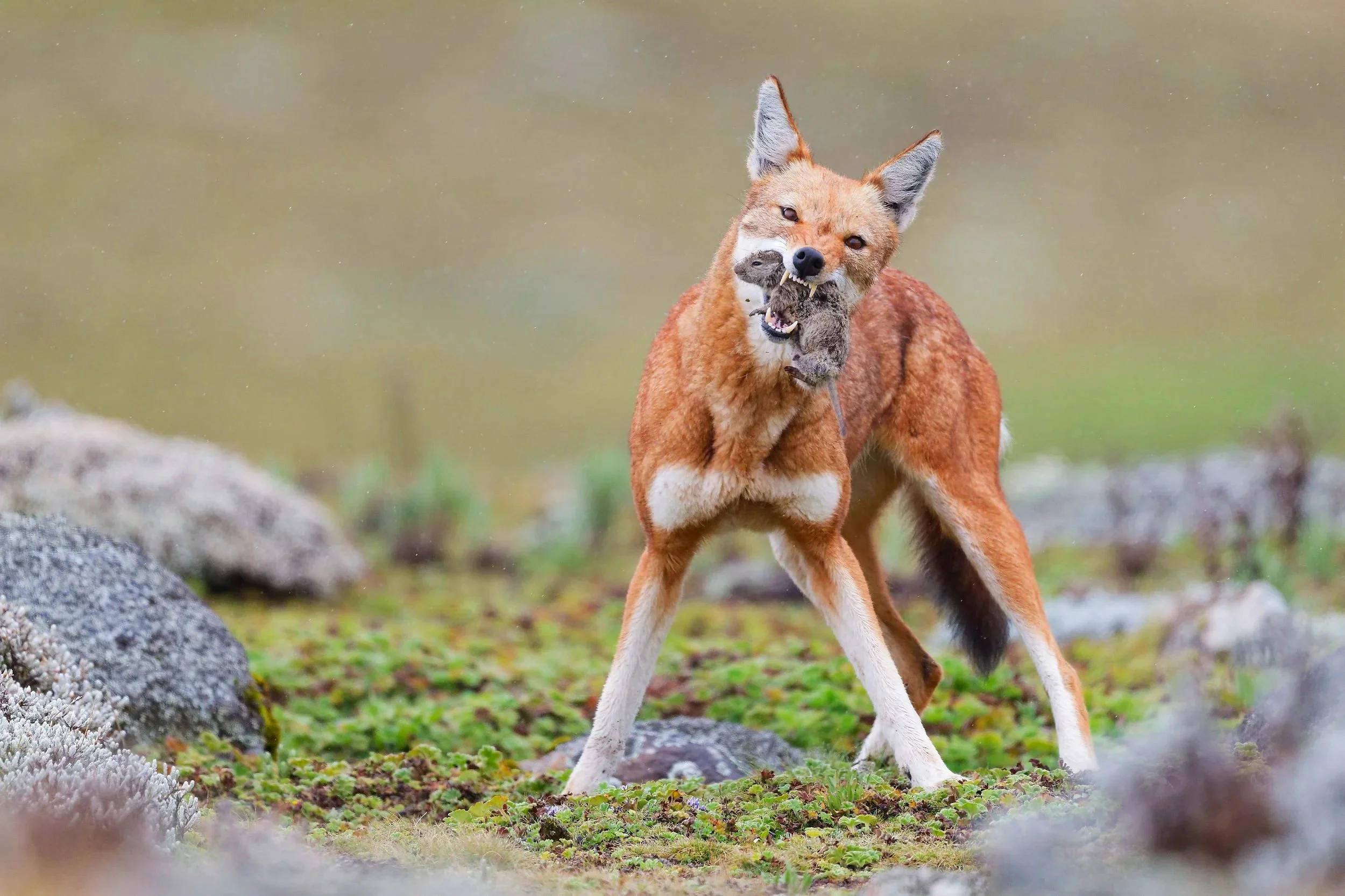 _DSC6746wolf5678long+tailed+sliky+flycatcher.jpg