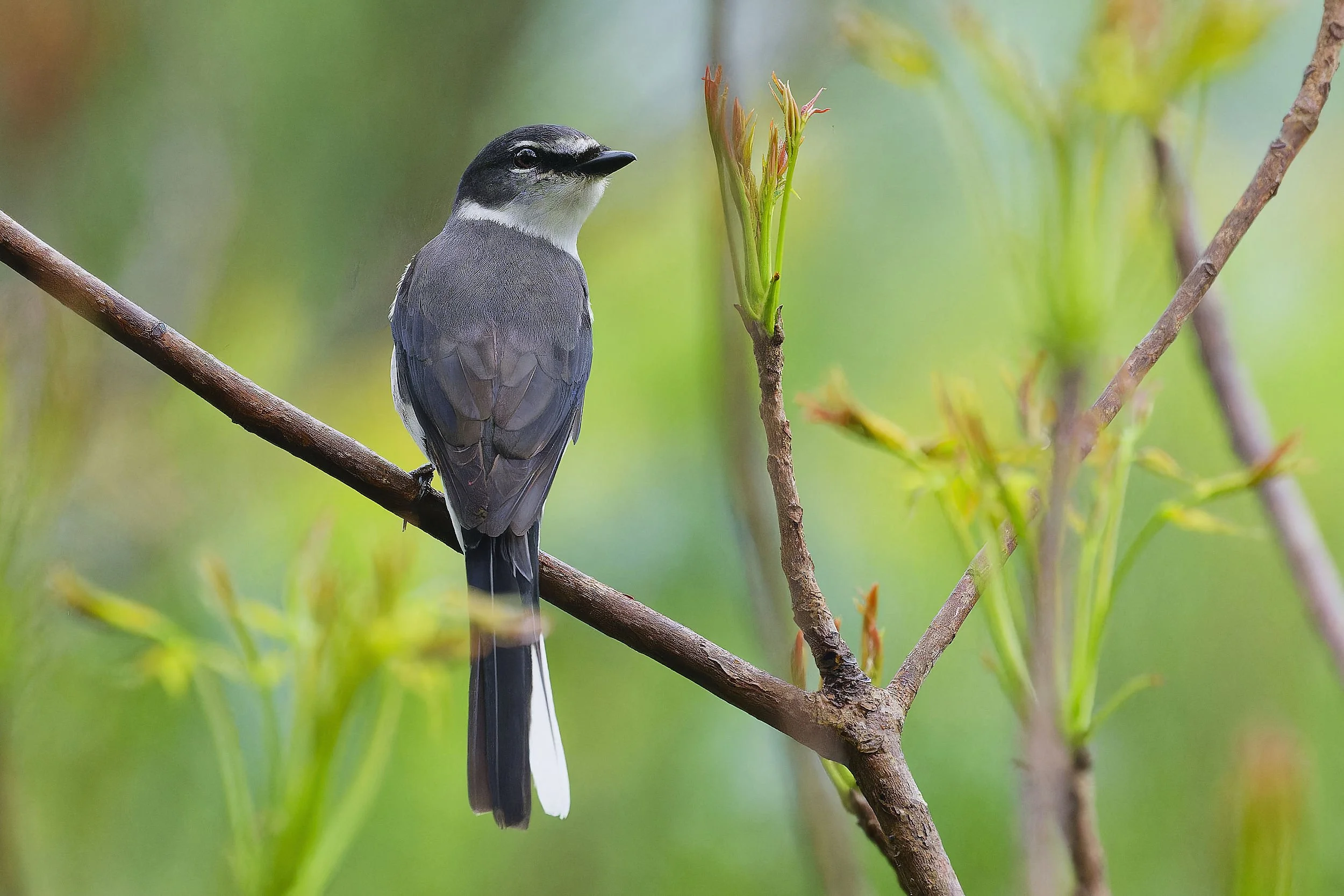 _DSC0046minivet.jpg