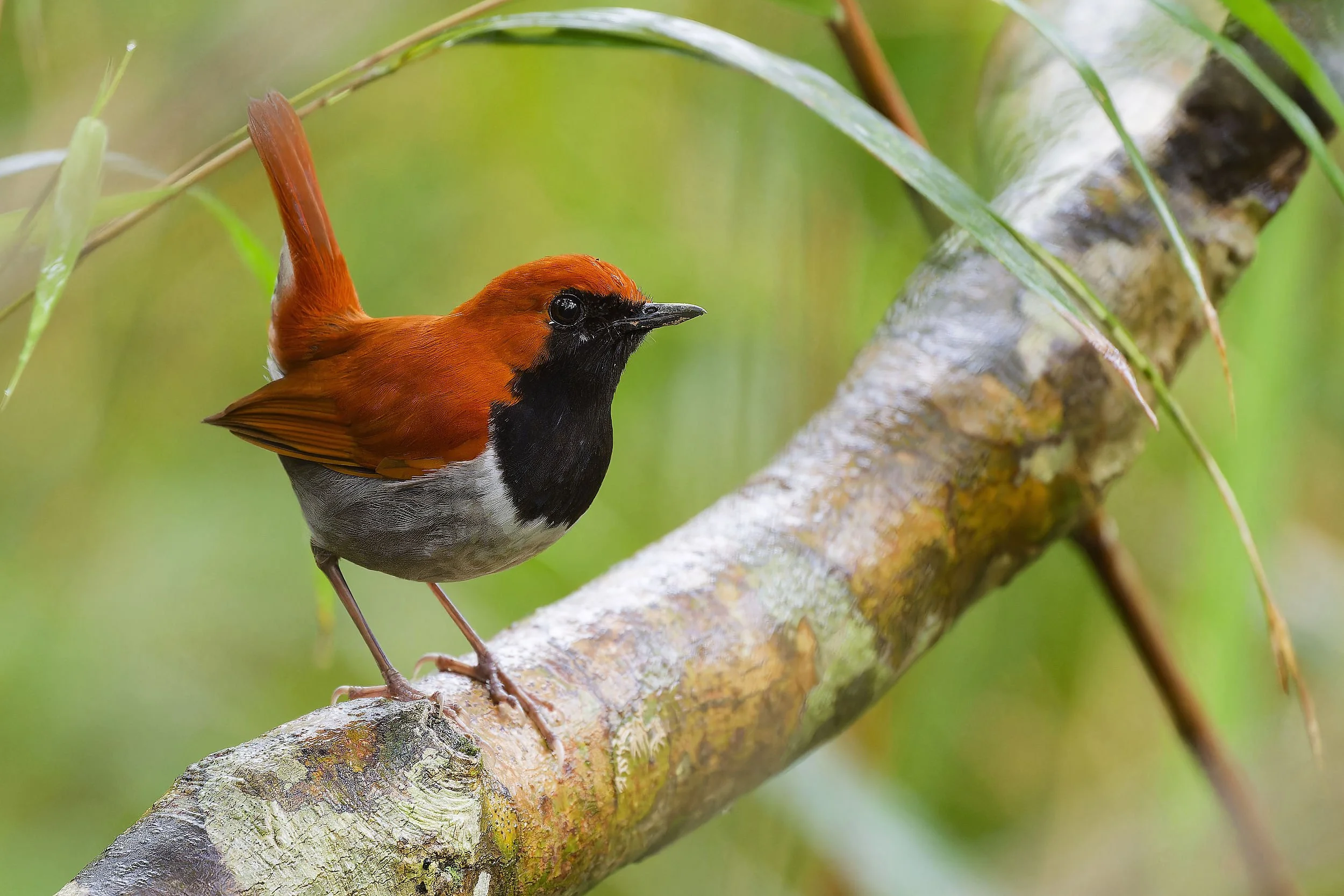 _DSC0192robin.jpg