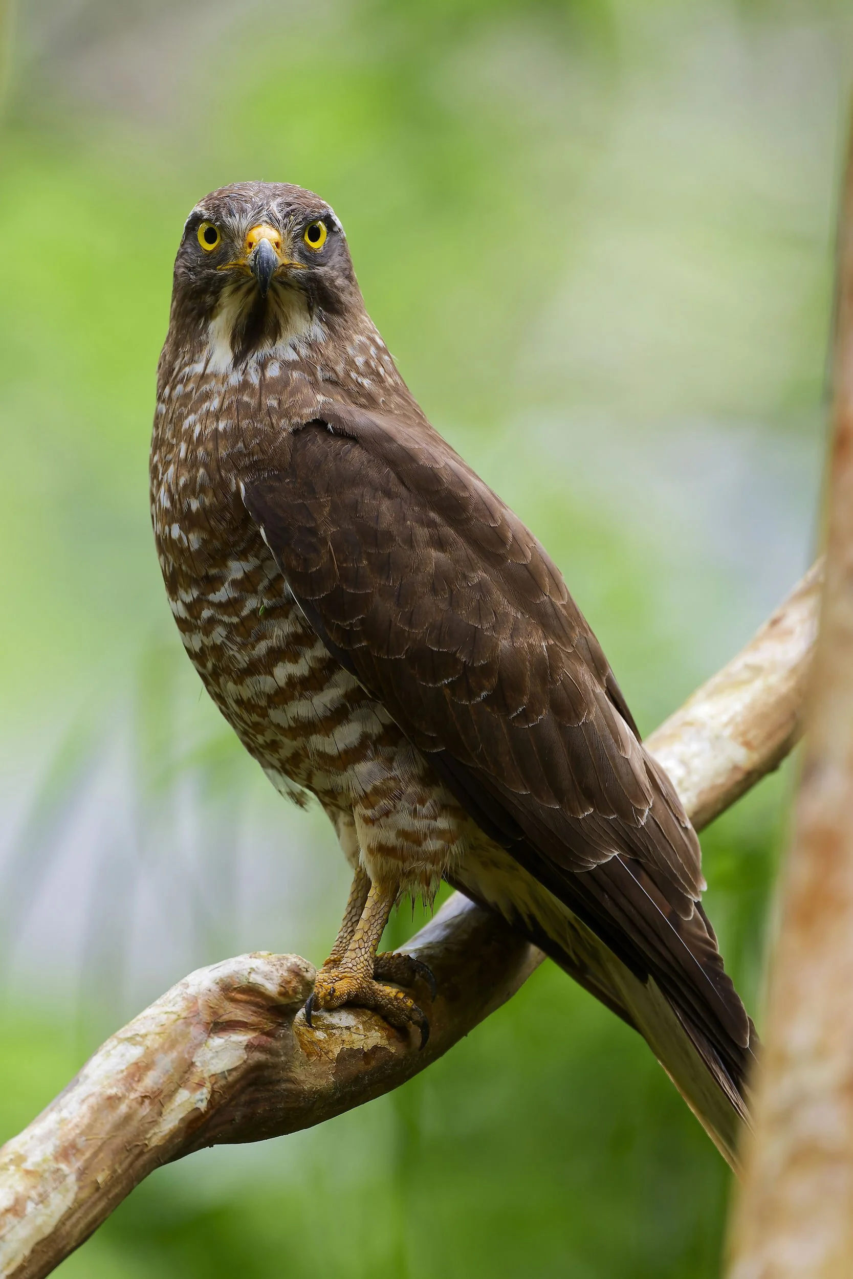 _DSC0281gray headed buzart_01.jpg