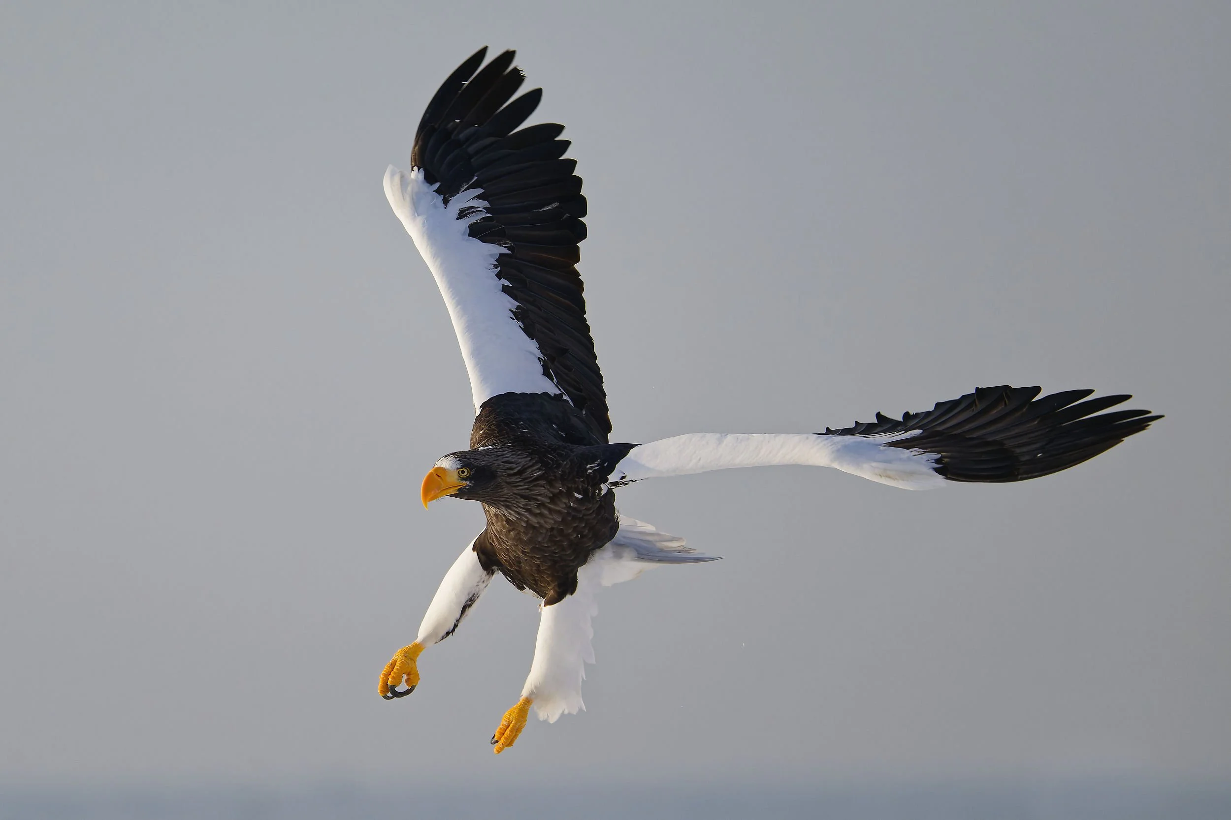 _DSC1705steller's sea eagle2.jpg