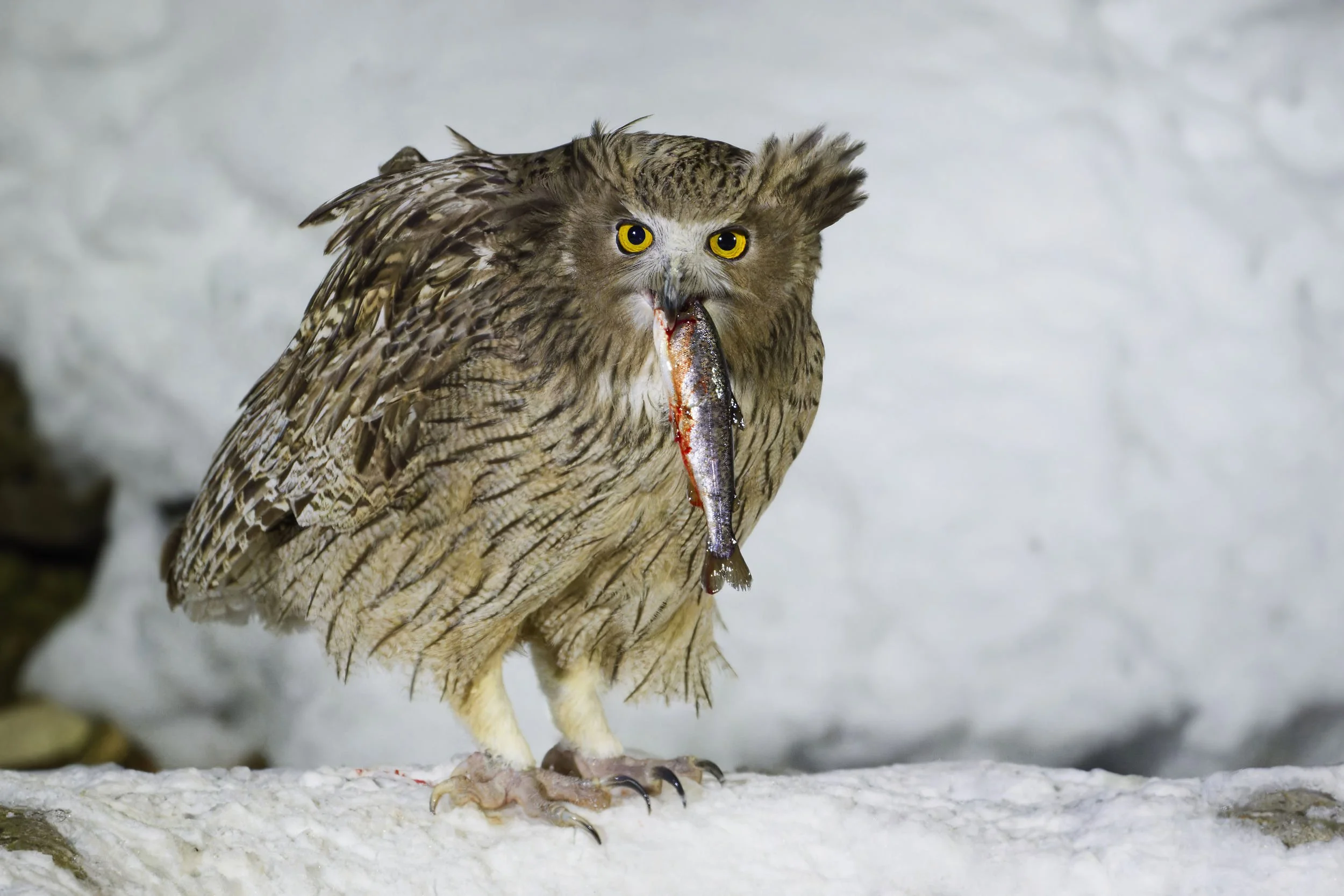 _DSC2359blackinston fish owl3.jpg