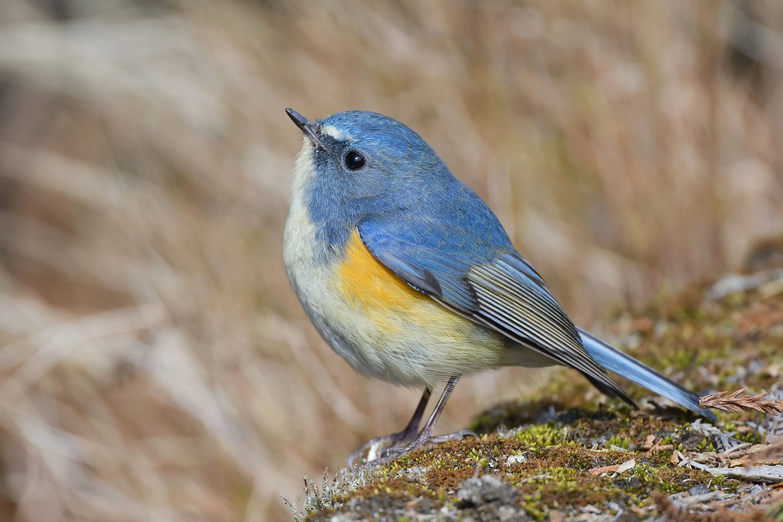 _DSC2835red-flanked bluetail.jpg