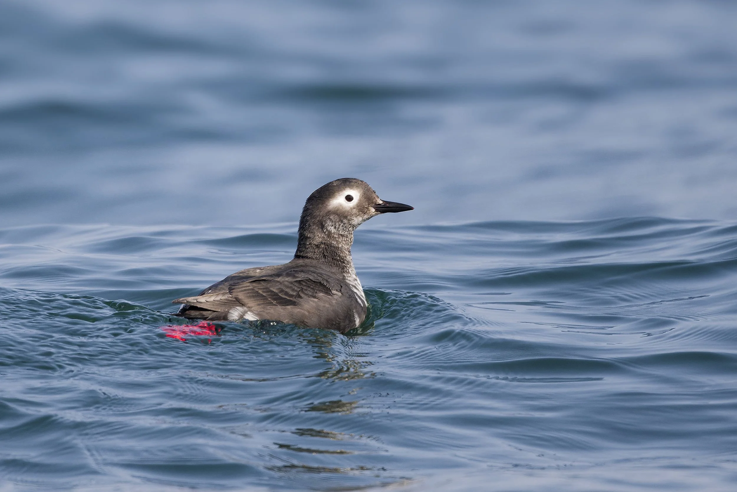 _DSC2962specktacled guillemot_01.jpg