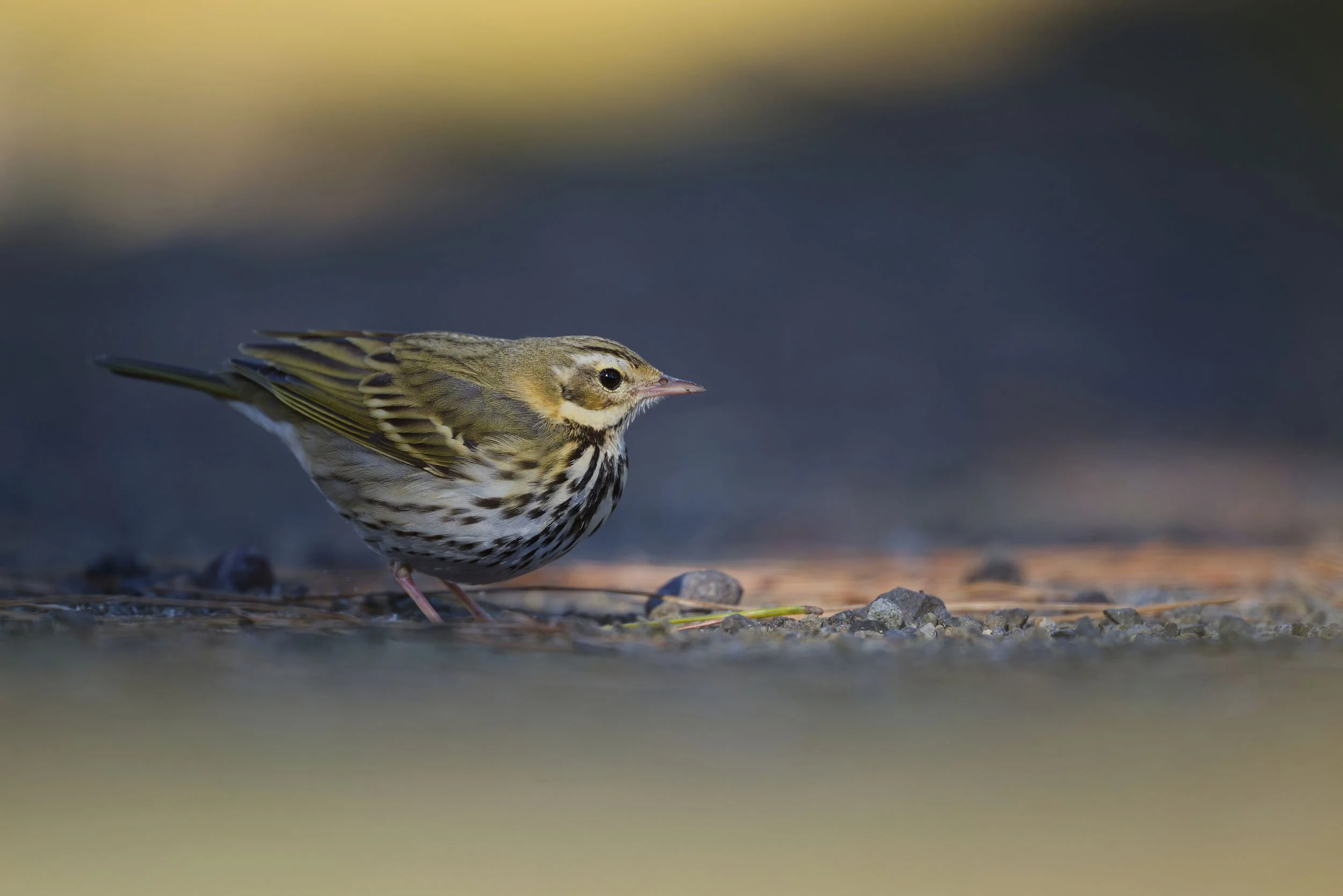 _DSC3260daurian redstart3_01.jpg