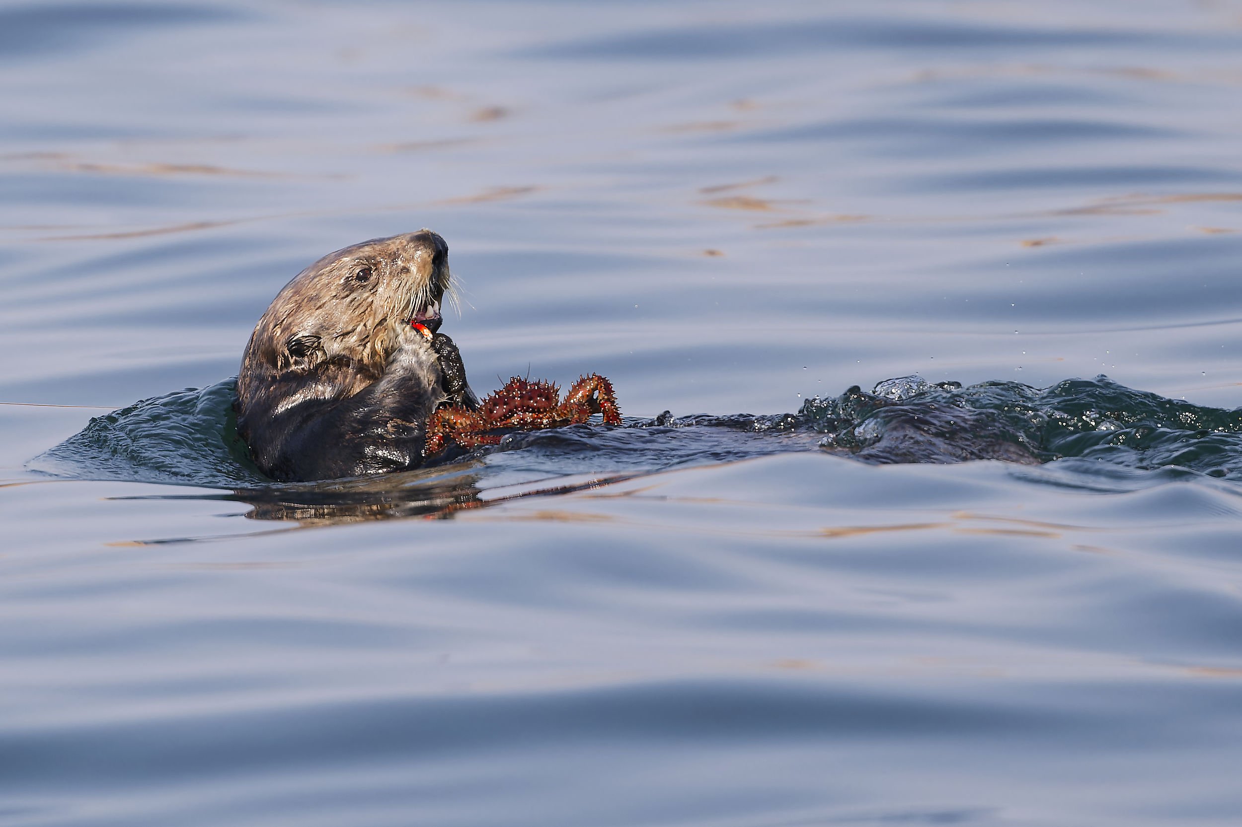 _DSC3283otter2.jpg