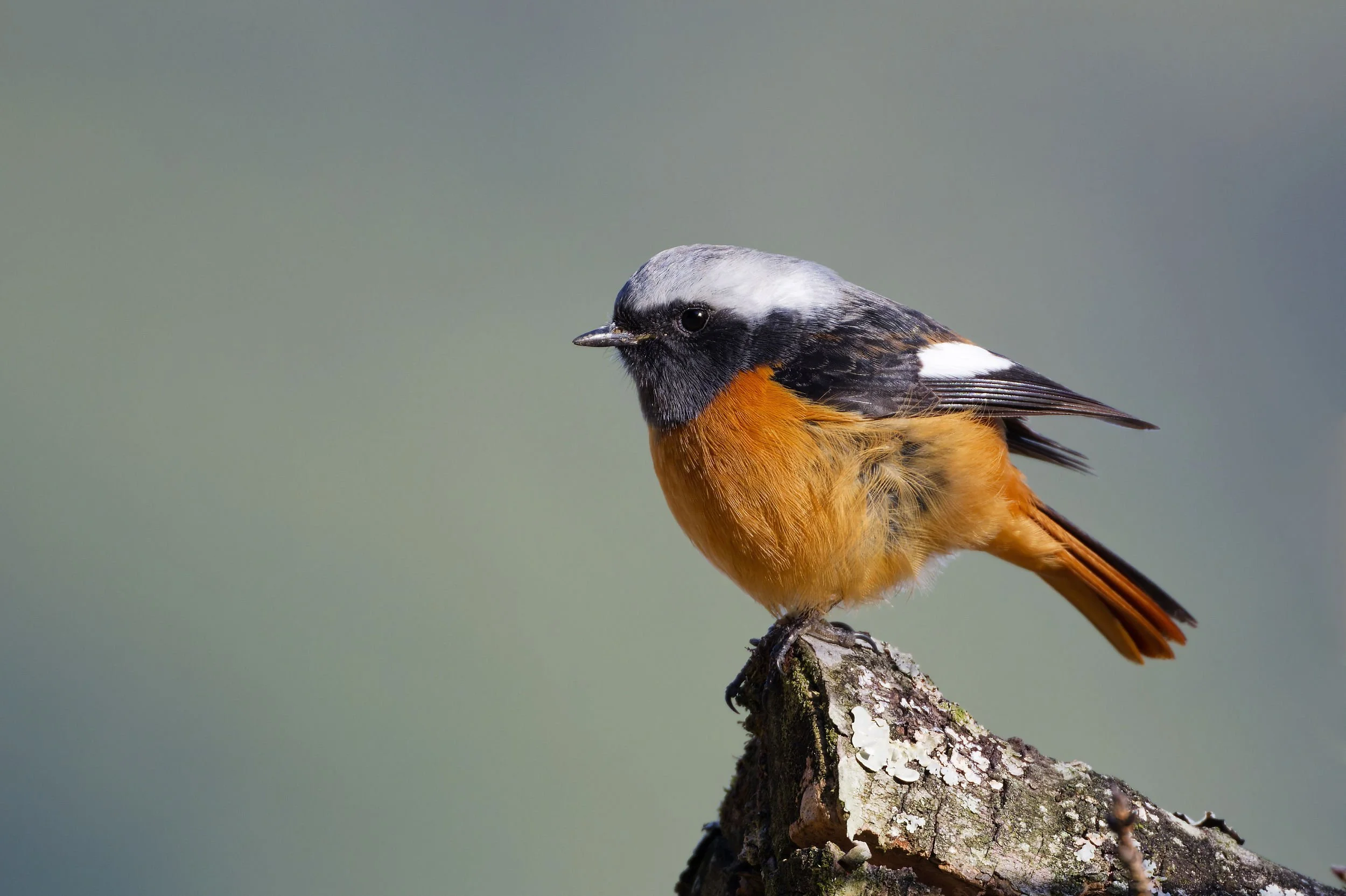 _DSC3371daurian redstart2_01.jpg